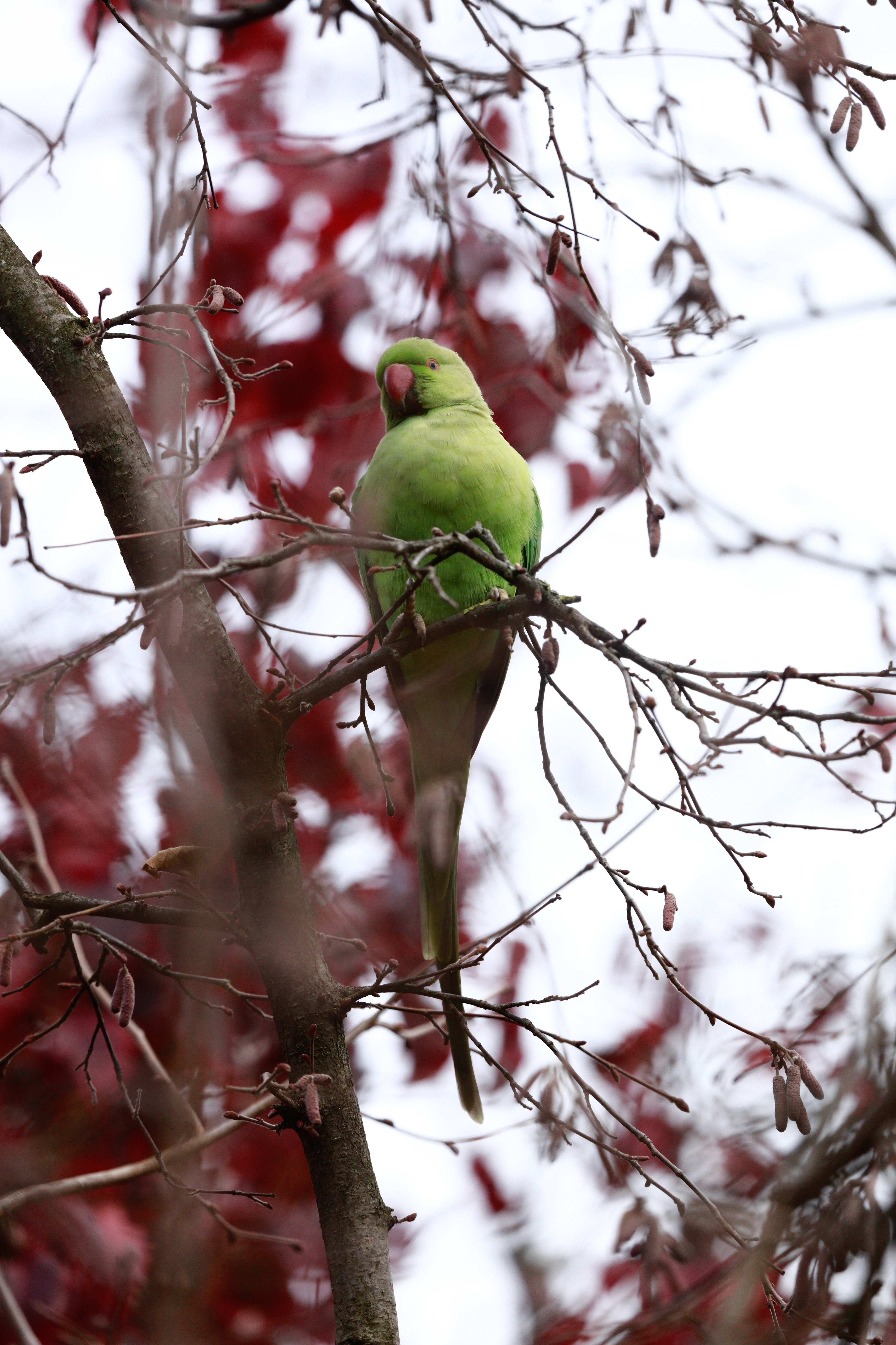A Rose-ringed Parakeet found in Parc de Montsouris, in Paris, on December 16th, 2022.