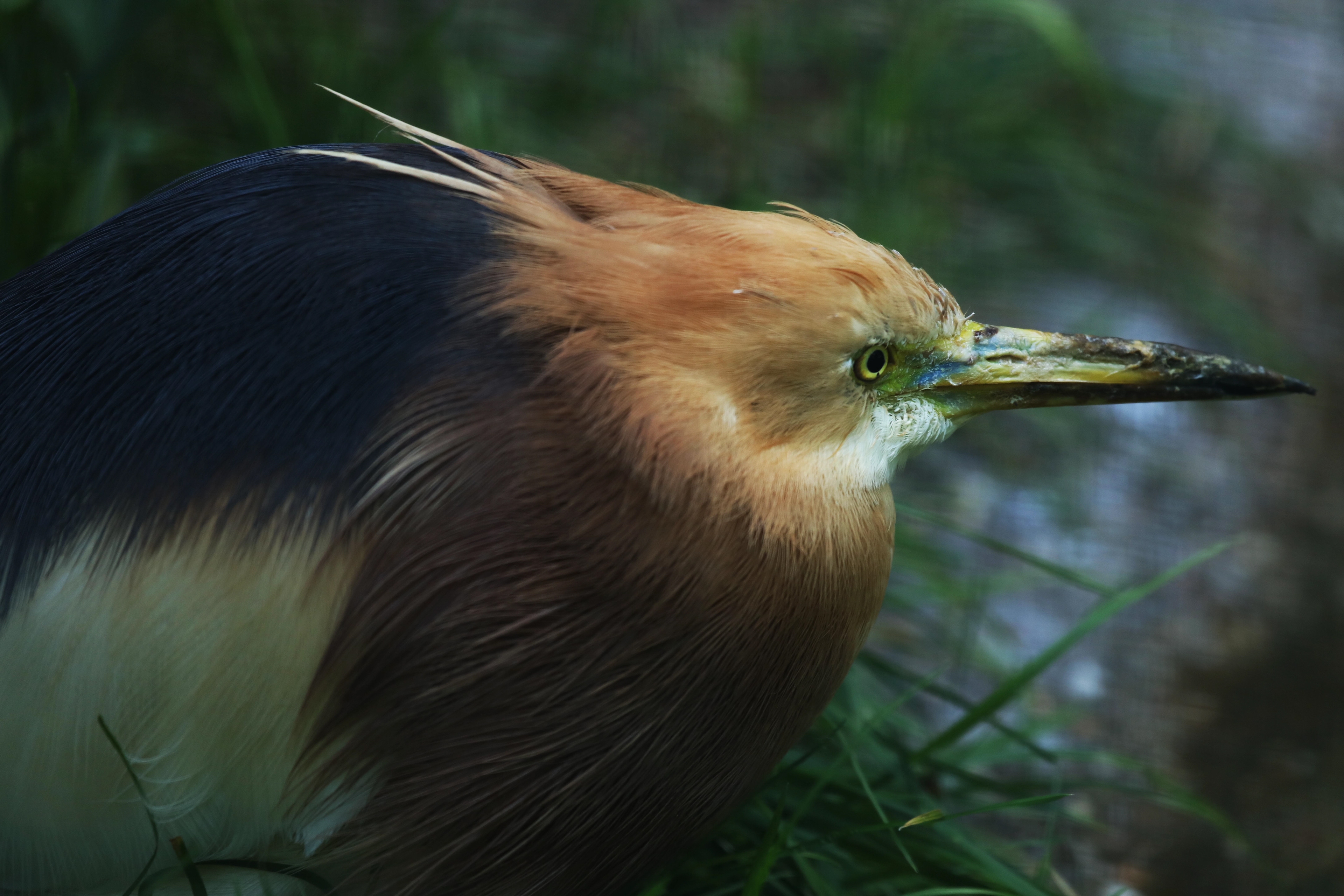 Chinese Pond Heron in Berlin, Germany, on June 14th 2016.