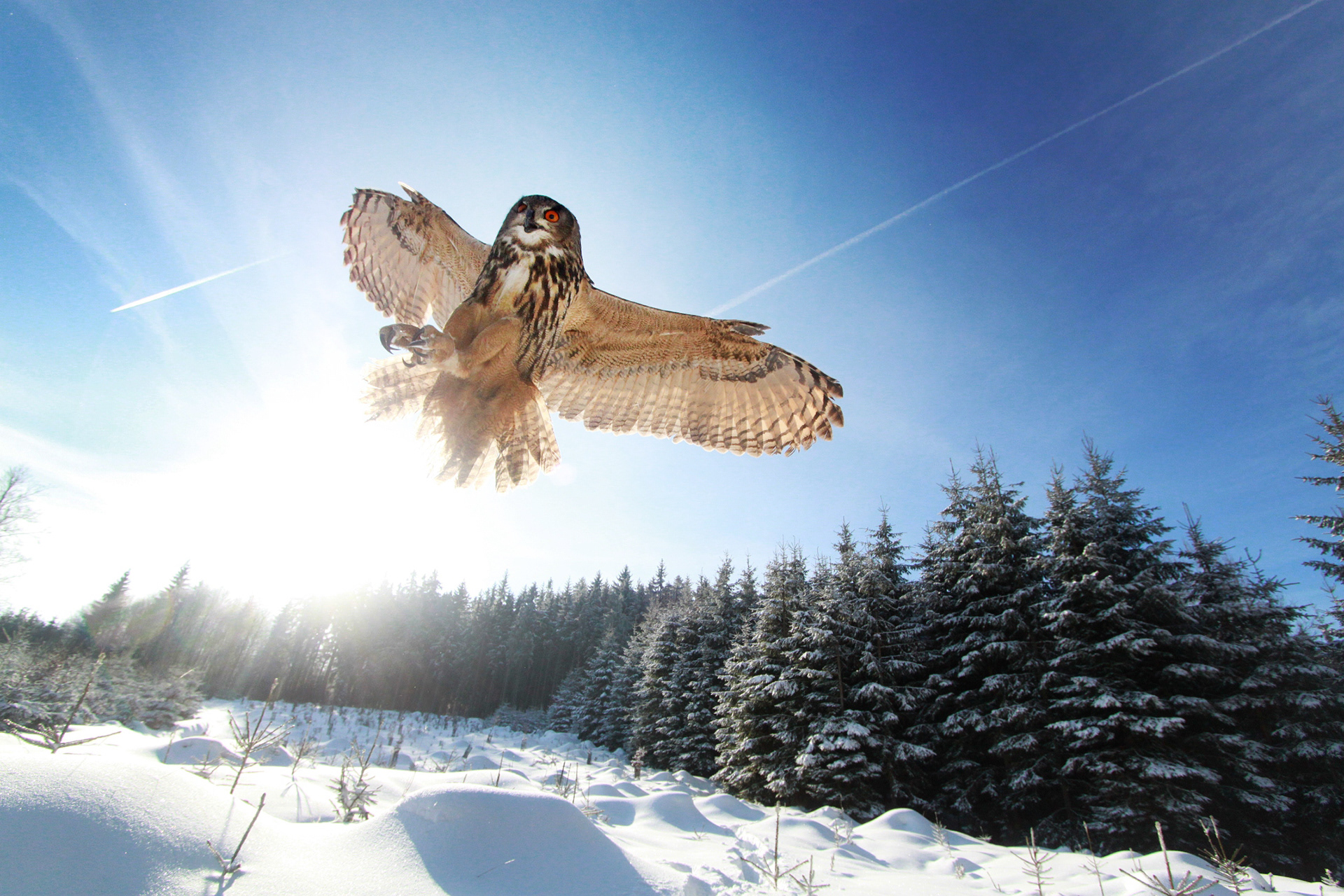 Eagle Owl, Czech Republic, January 14th 2013.