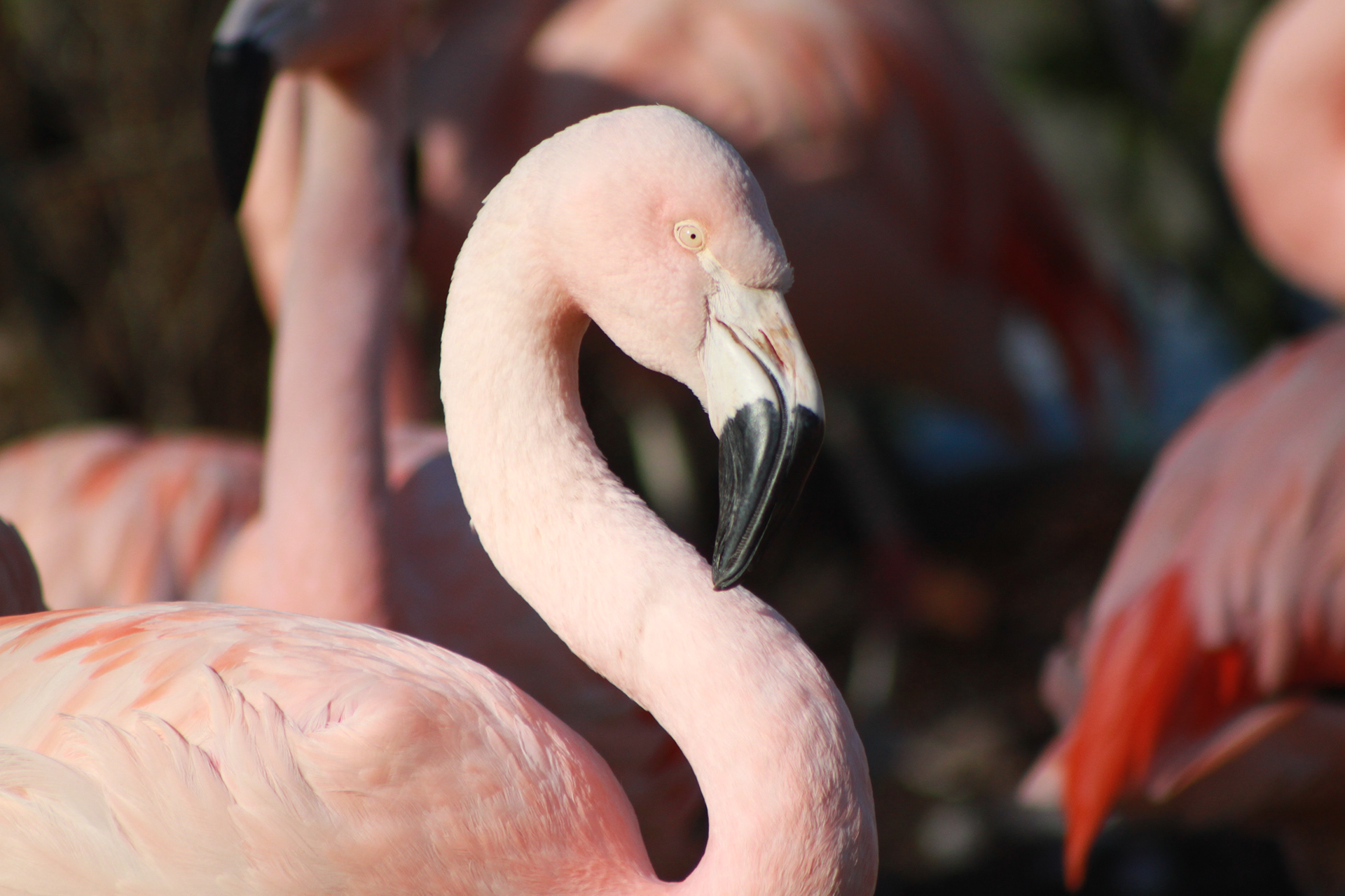Chilean Flamingo in Berlin, Germany, on June 14th 2016.