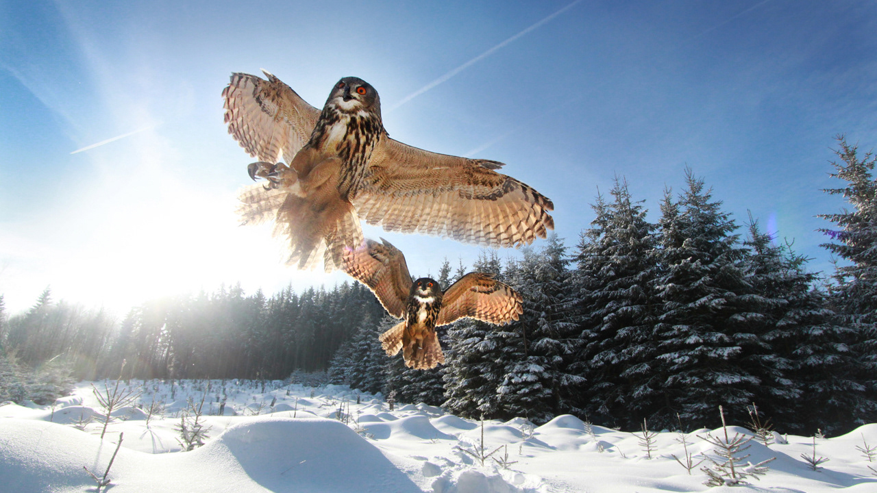Eagle Owl, multiple flights, Czech Republic, January 14th 2013.