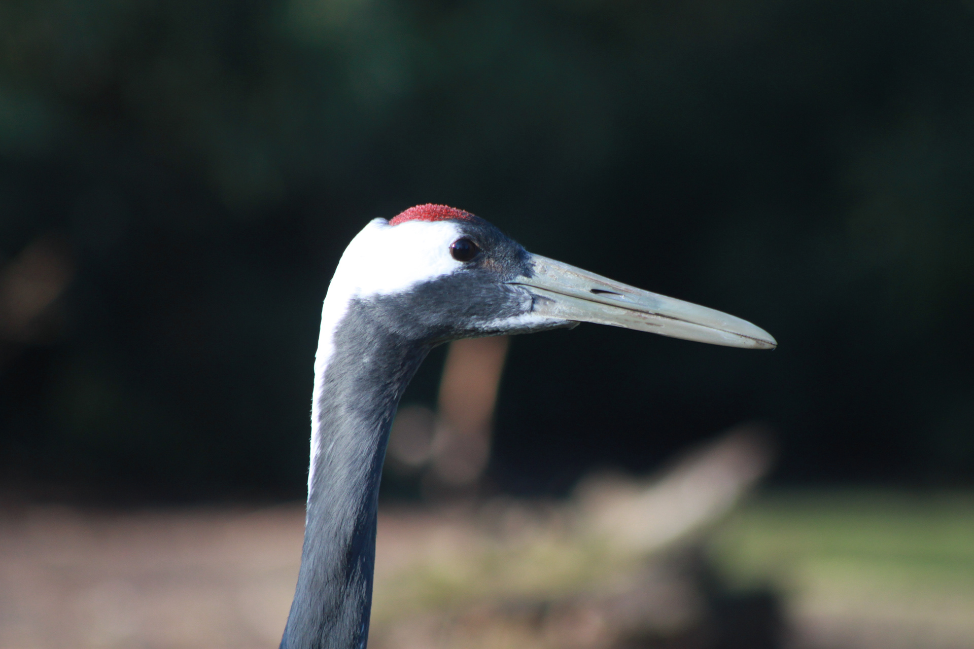 Red Crowned Crane, also known as Manchurian Crane,  in Berlin, Germany, on June 14th 2016.