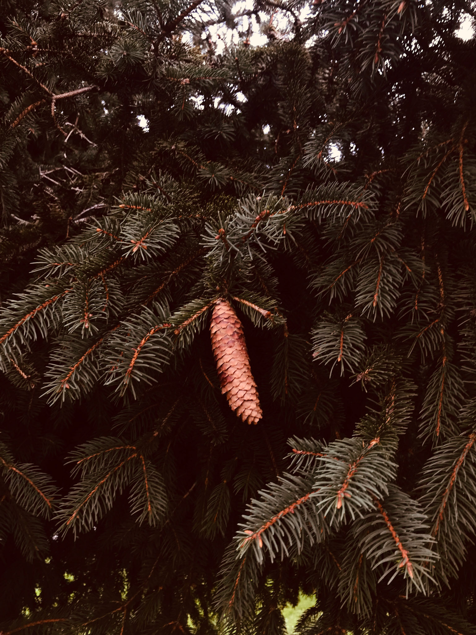Pinecone in Cercedilla