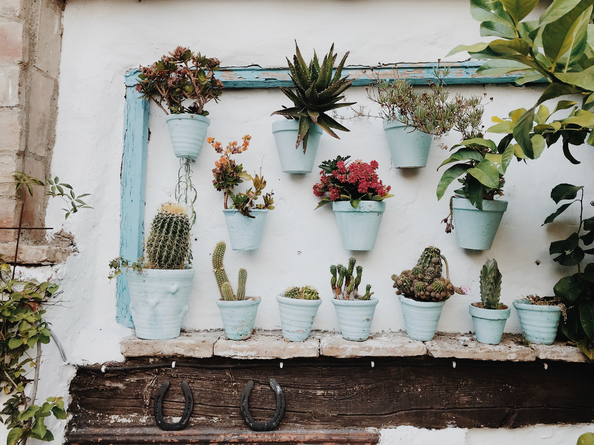 Wall of succulents in Cordoba