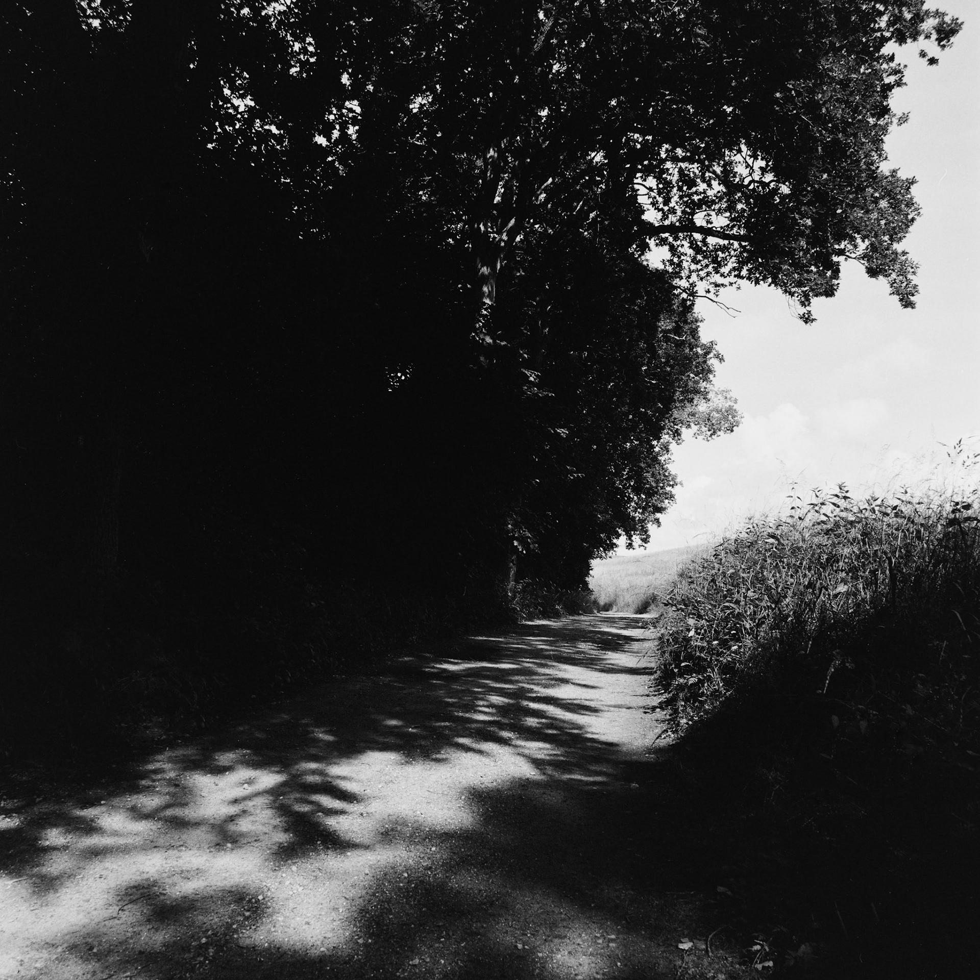 Ledreborg skove