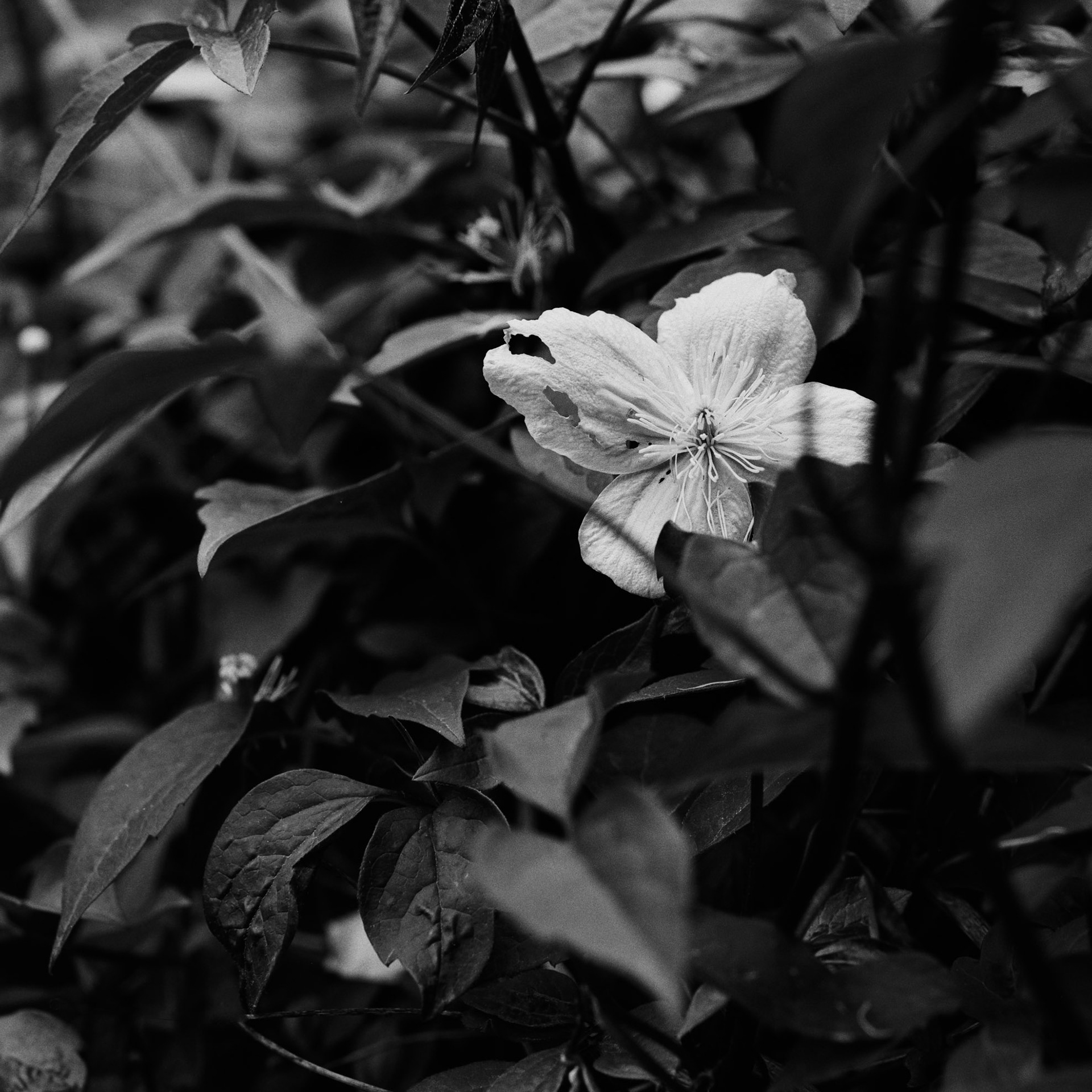 Clematis