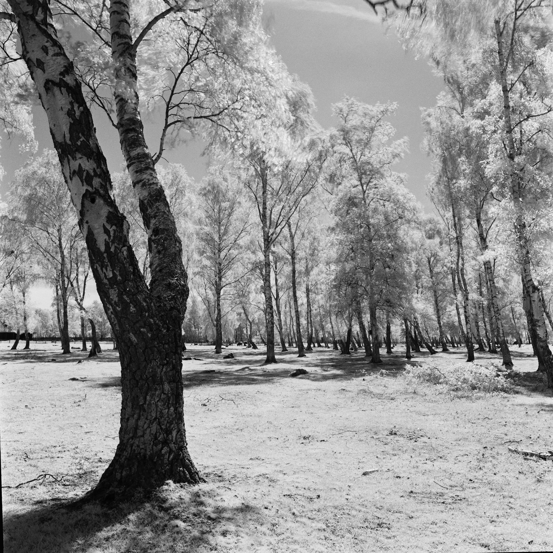 Falsterbo, Ljungen