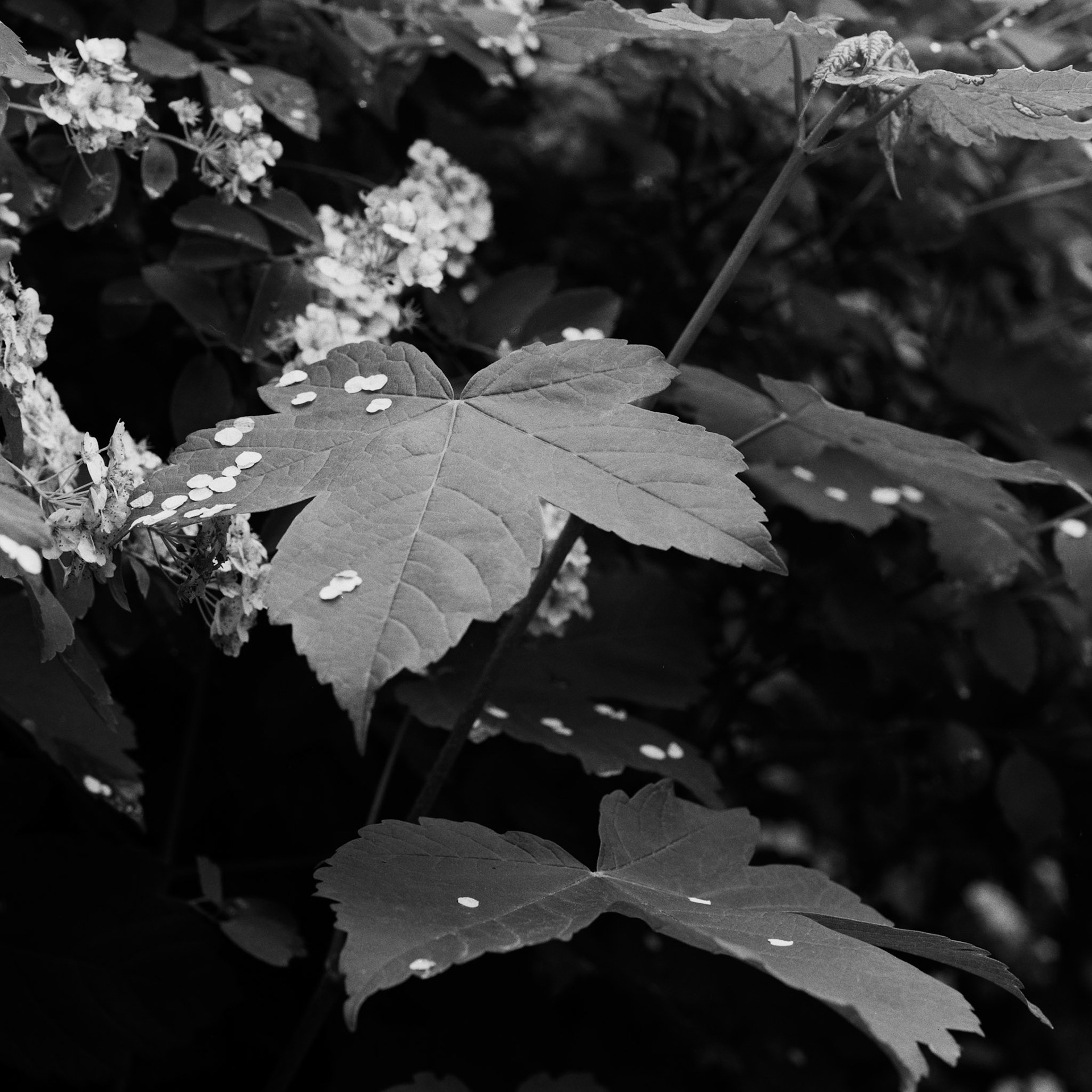 Spirea
