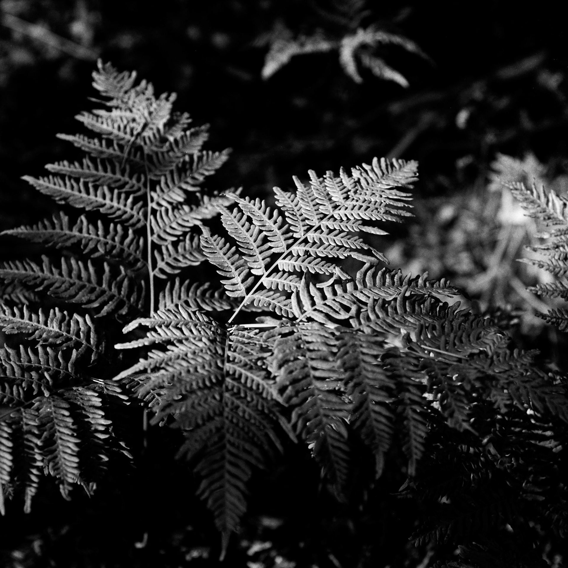 Bregner i sensommerskoven