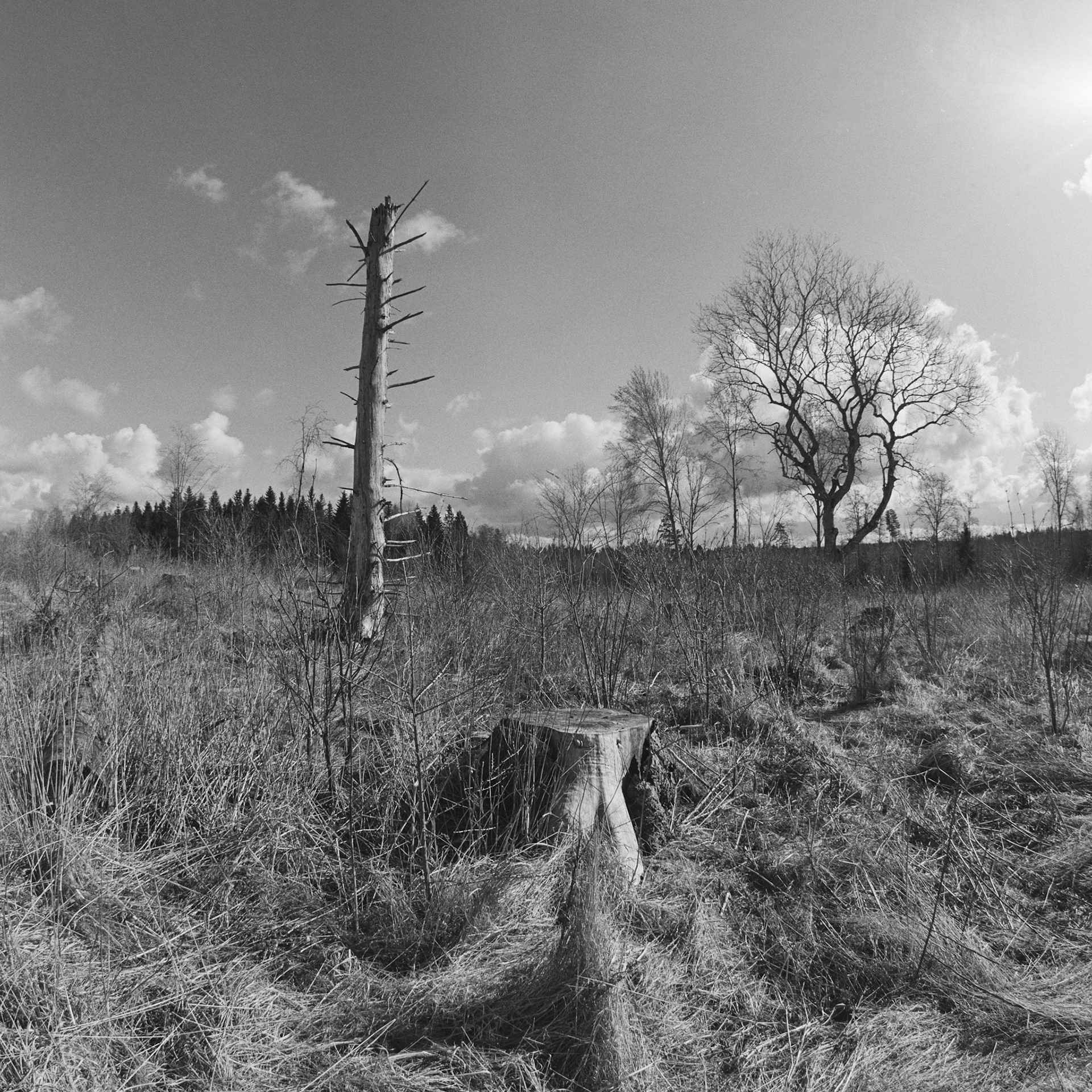 Stenum