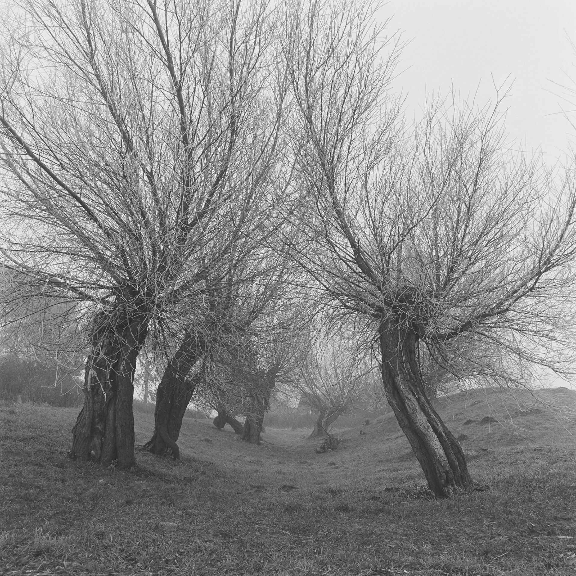 Roneklint