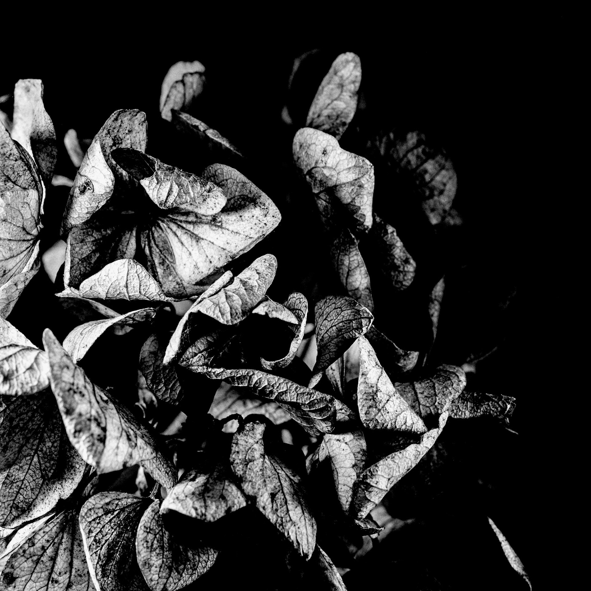 Hortensia