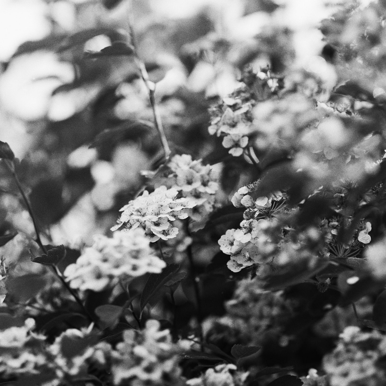 Spirea