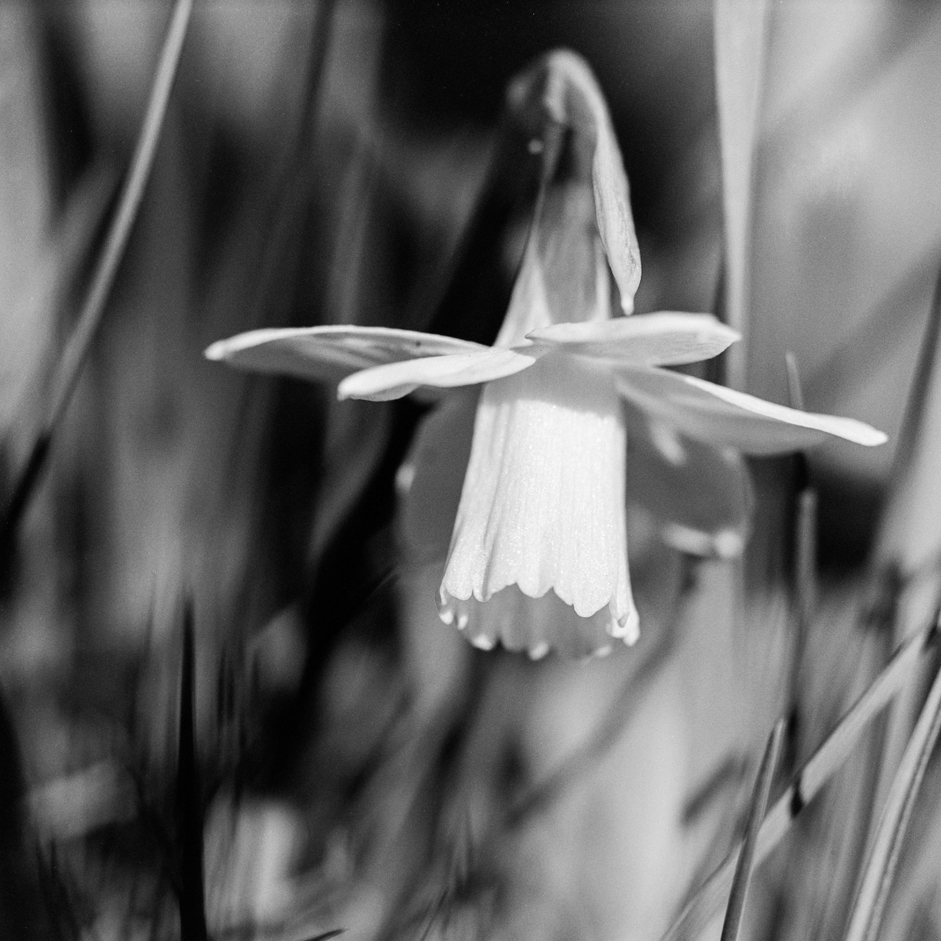 Påskelilje, Fagerbo