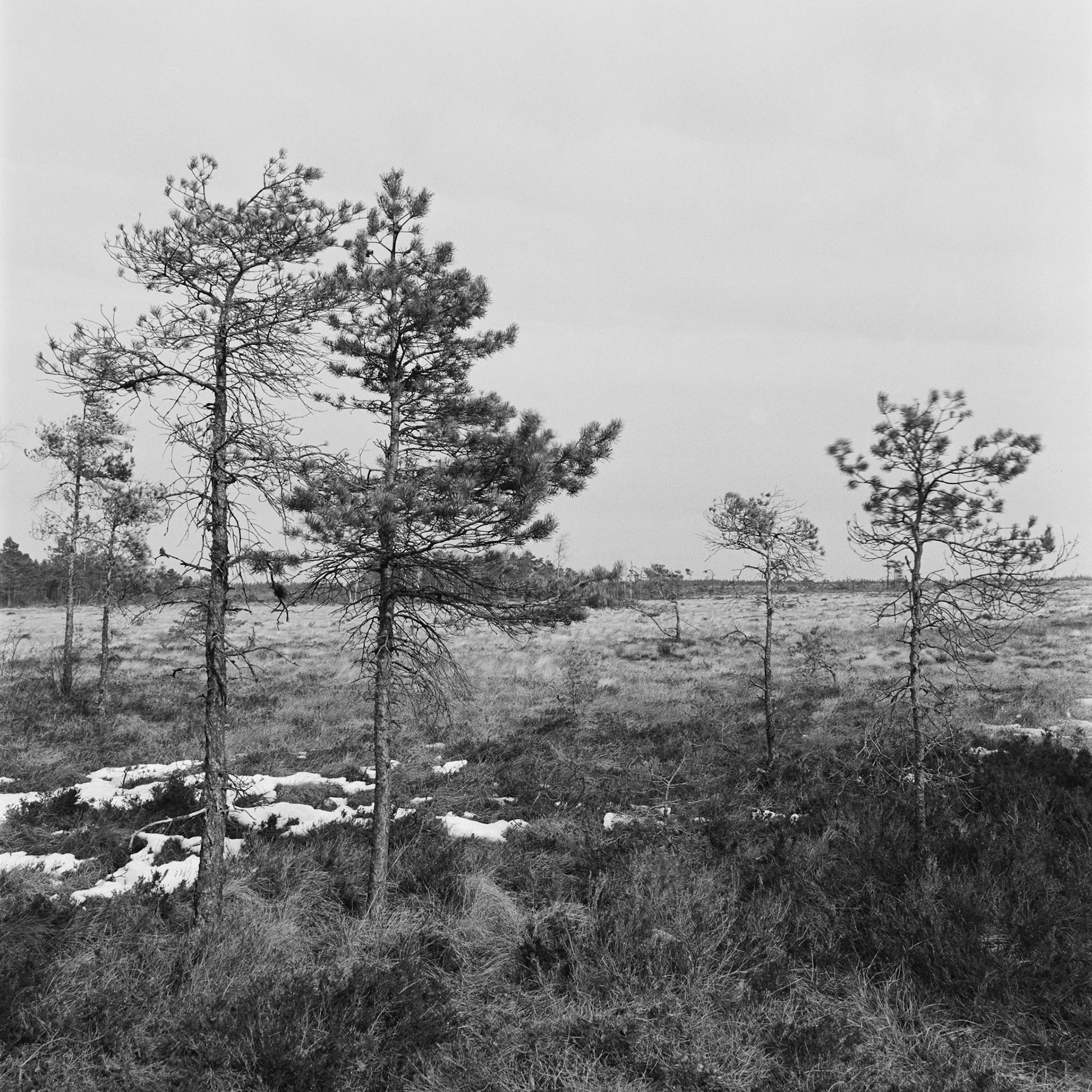 Blängsmossen