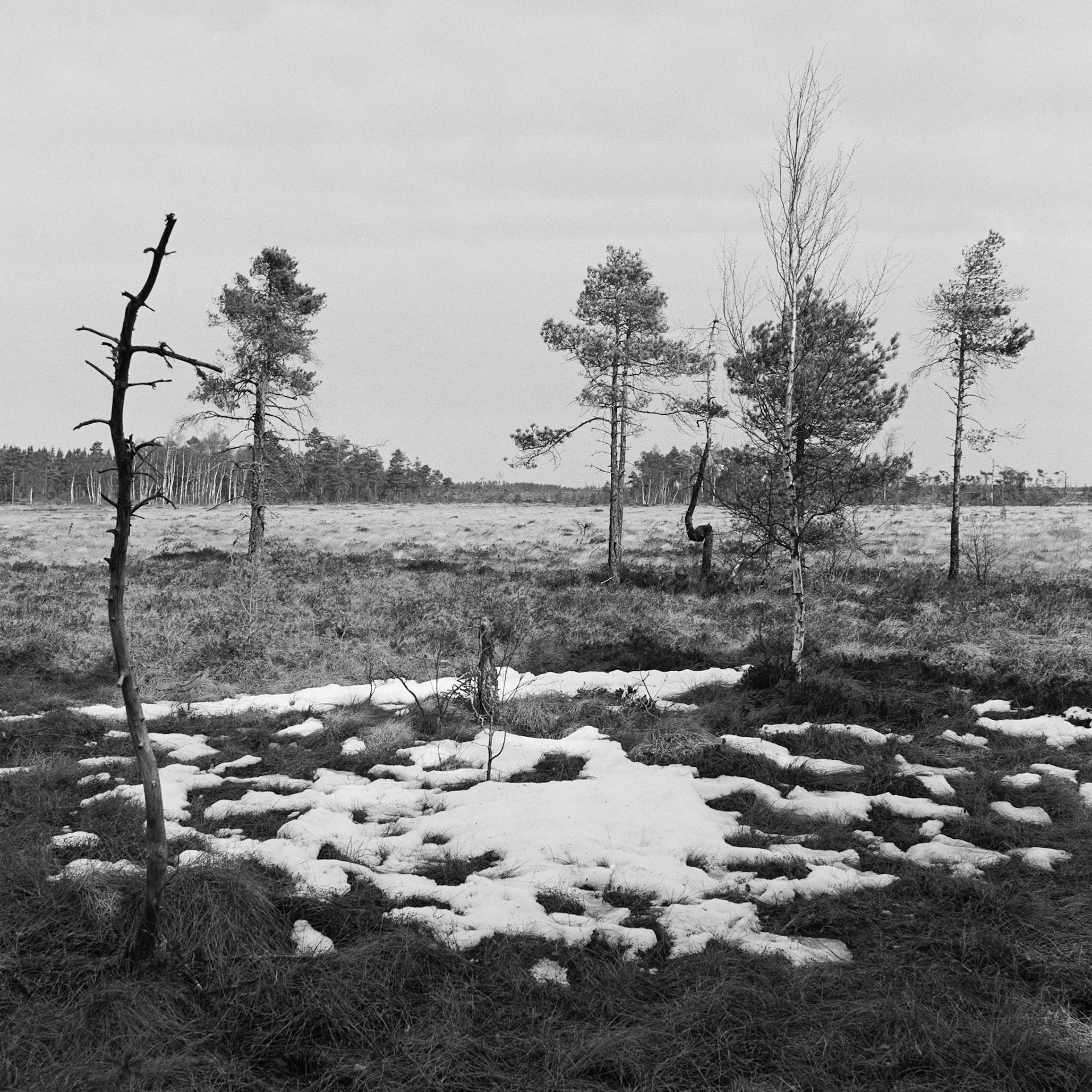 Blängsmossen
