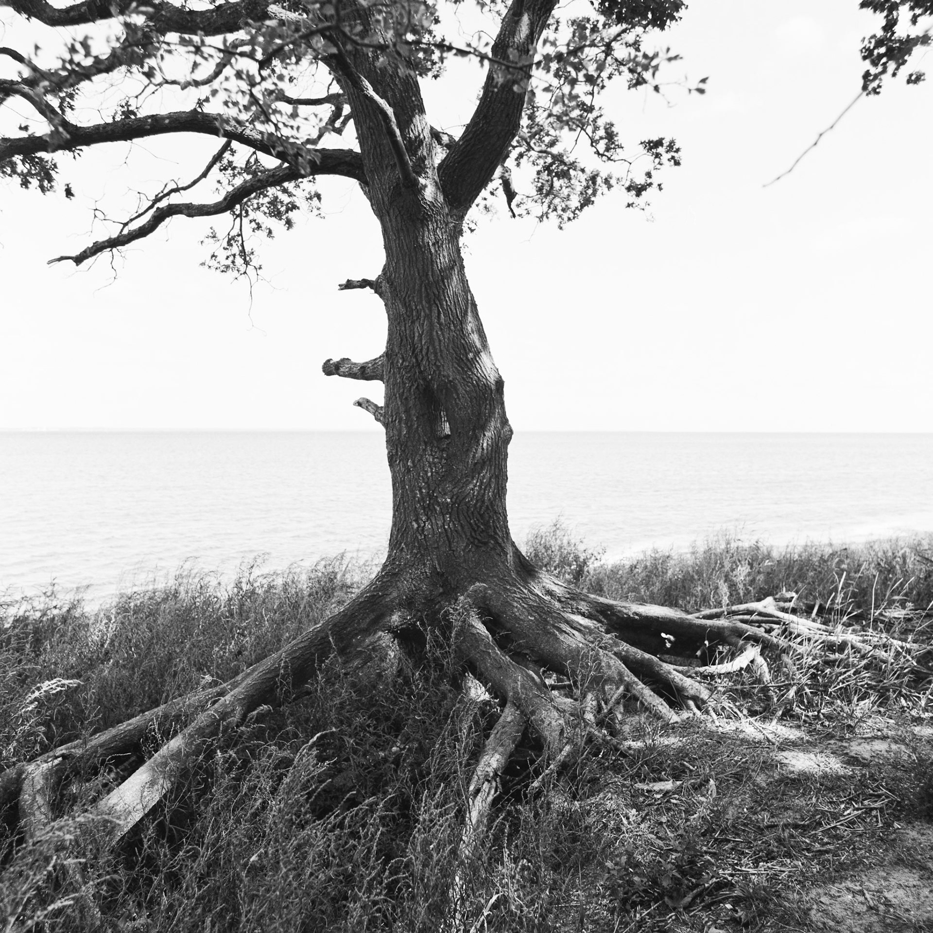 Roneklint