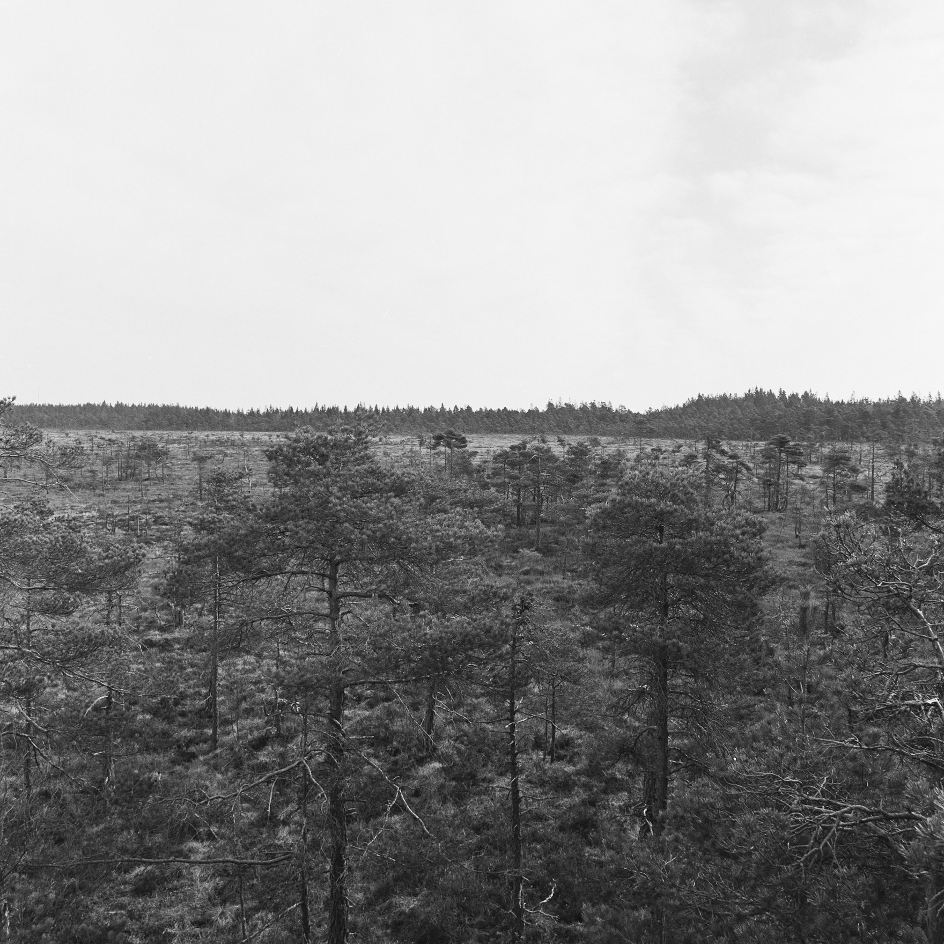 Blängsmossen