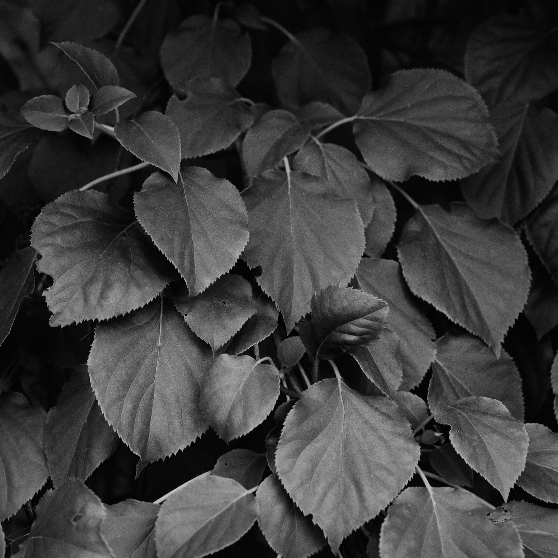 Klatre hortensia