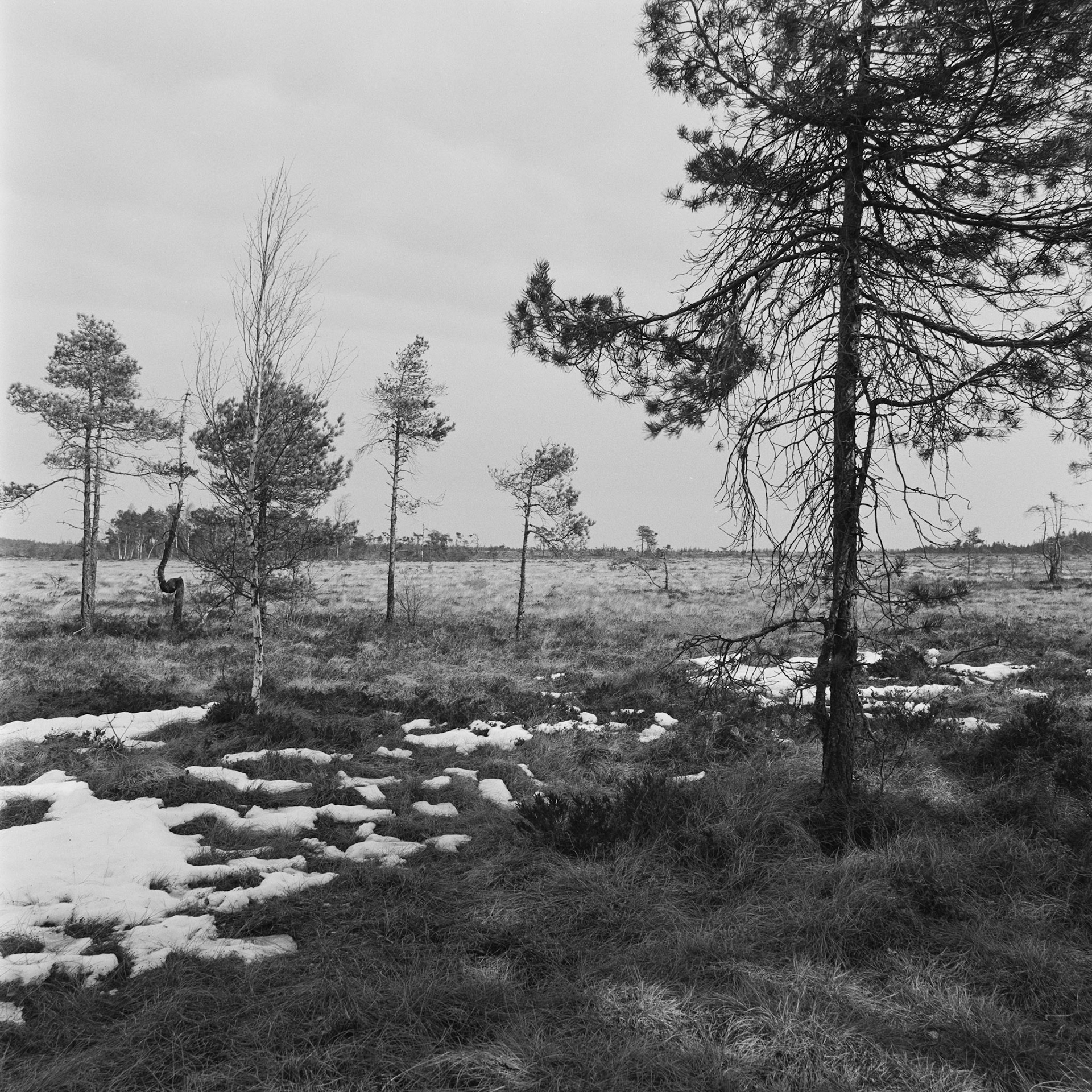 Blängsmossen