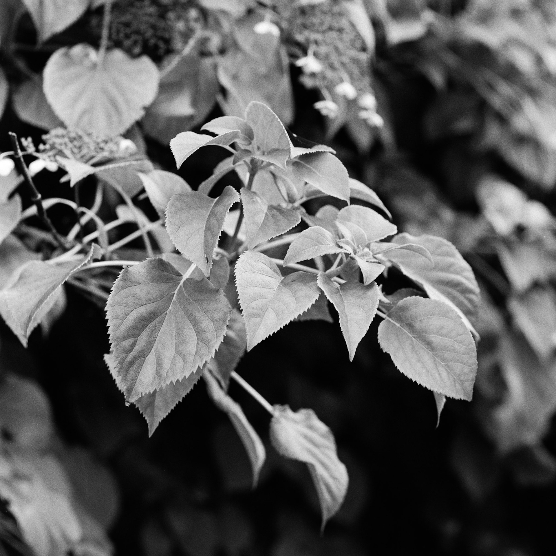 Klatre hortensia