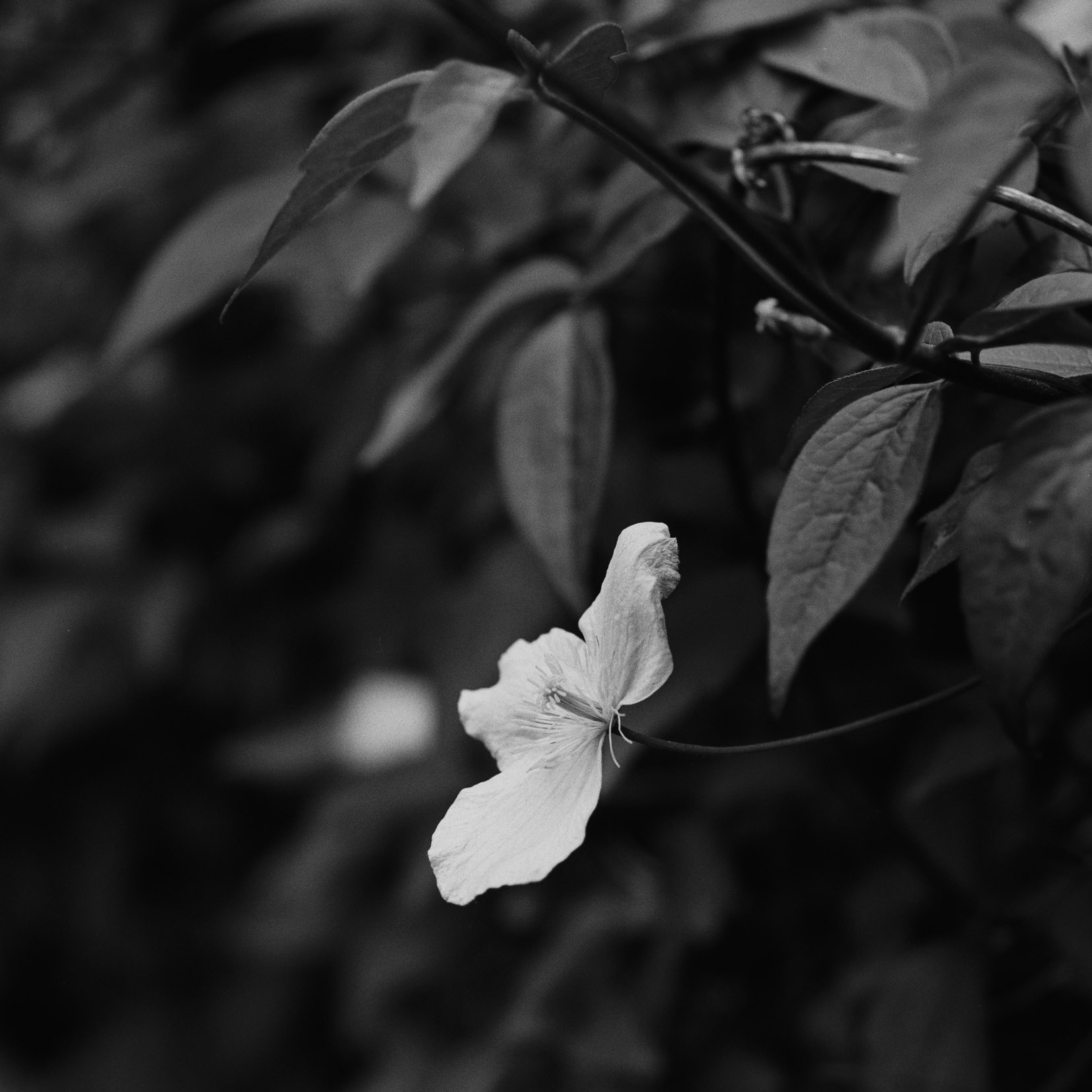 Clematis