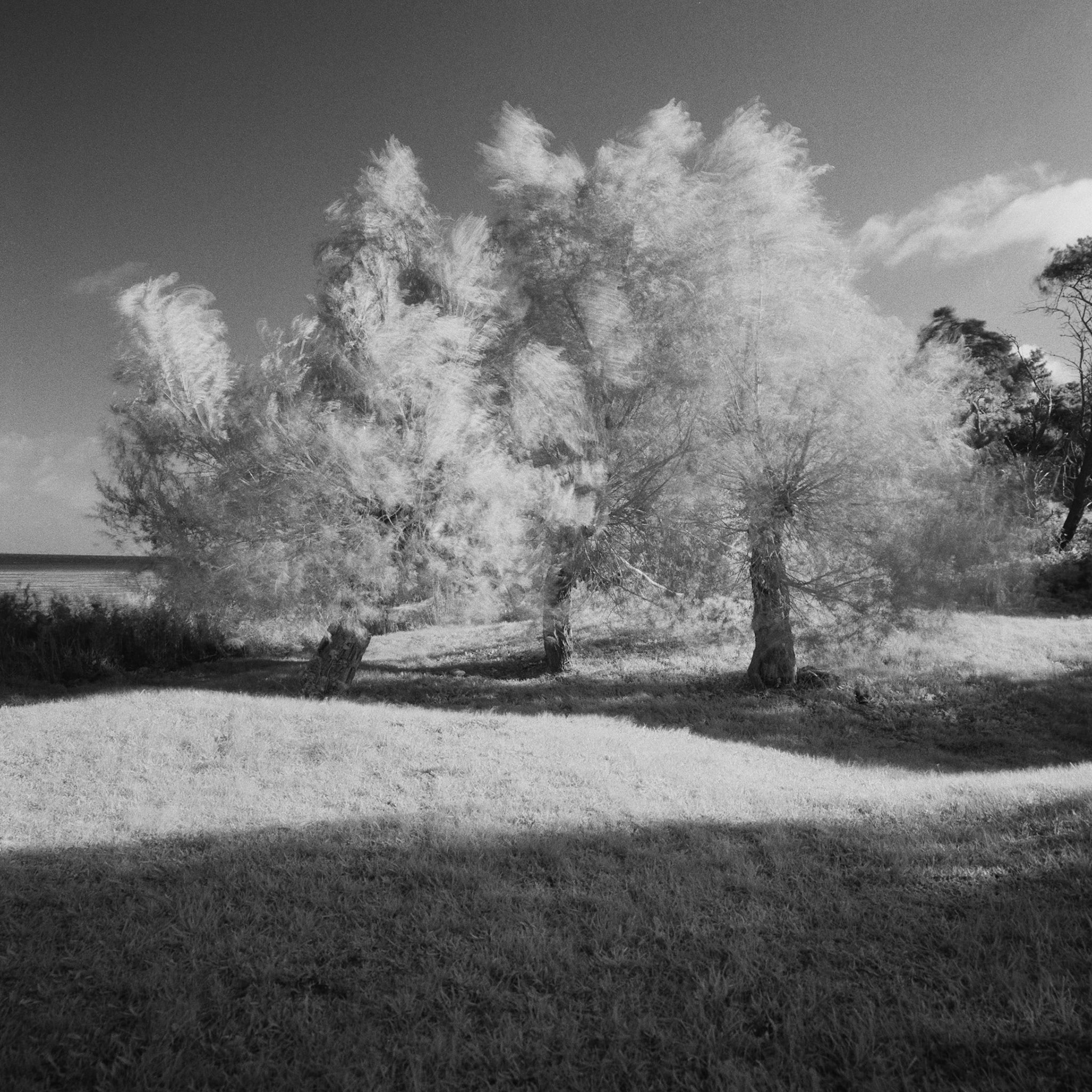 Roneklint