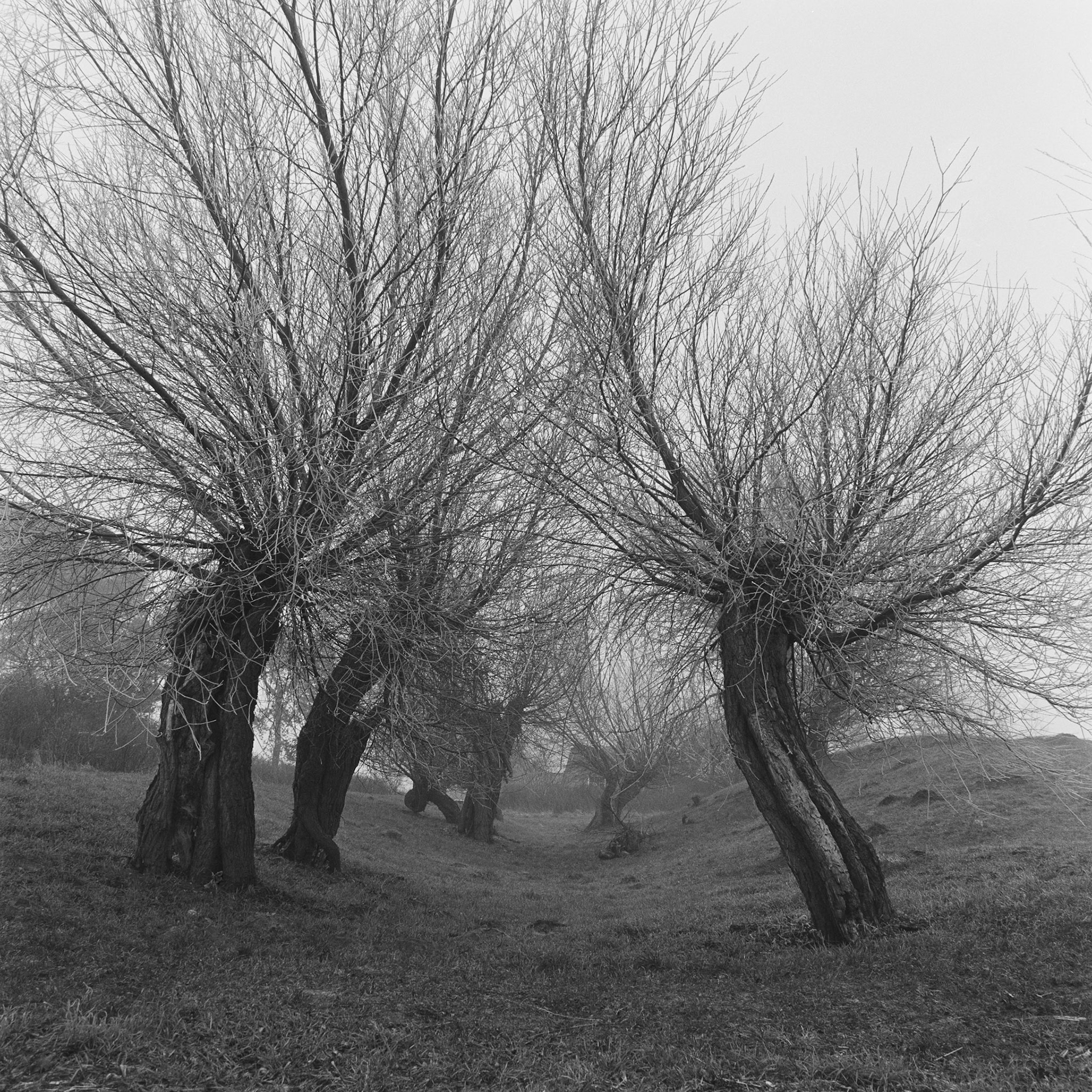 Roneklint