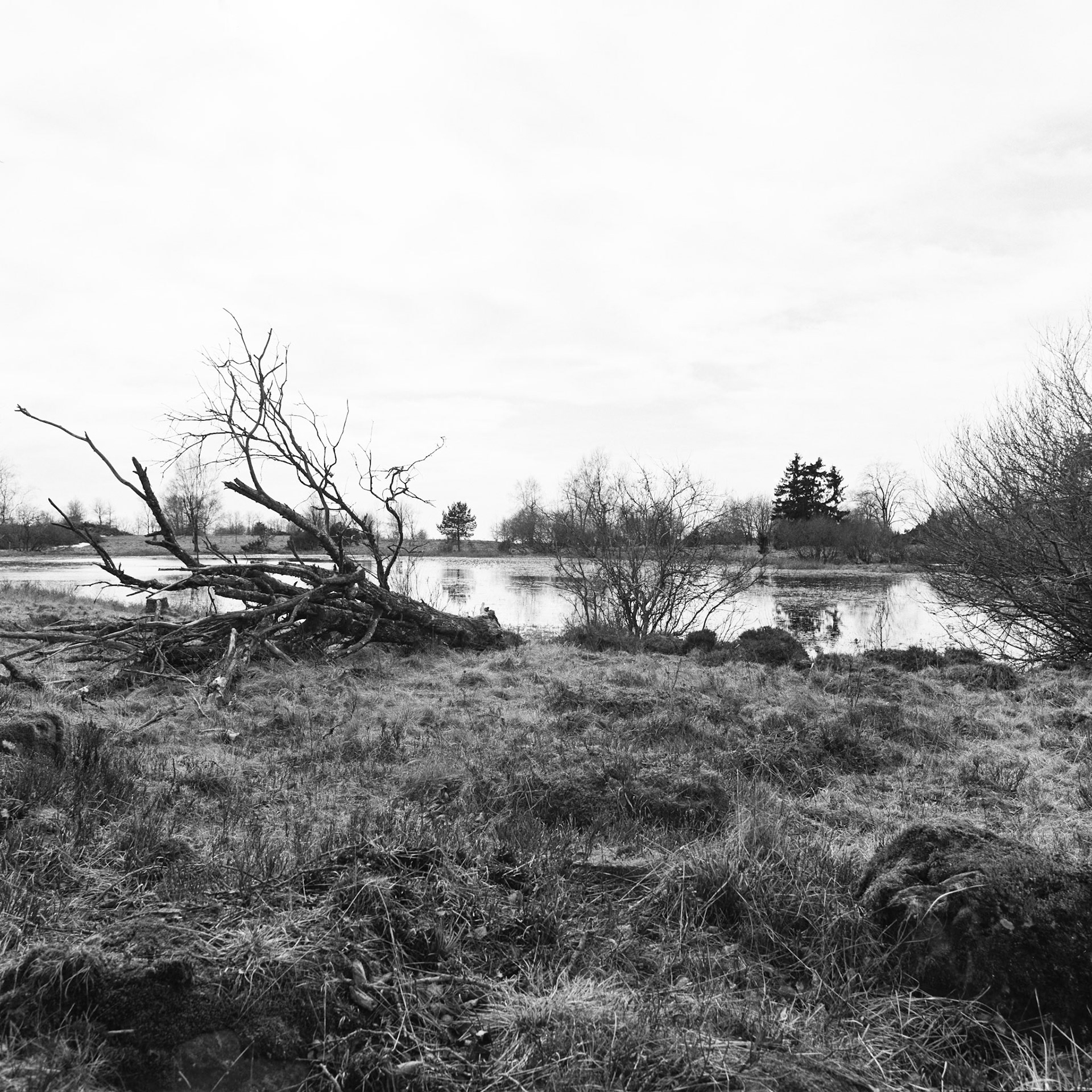Ålleberg