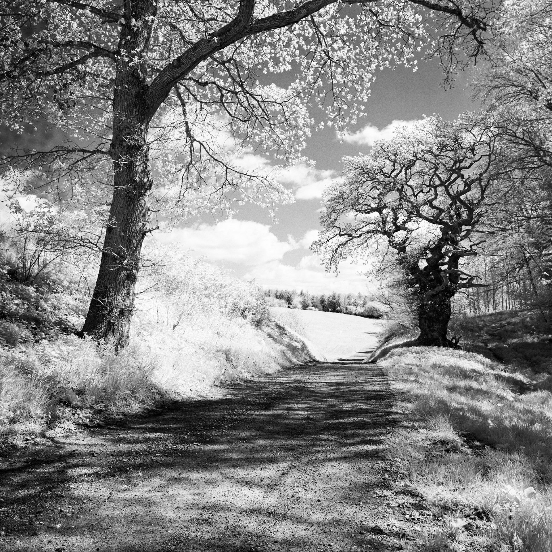 Ledreborg, Skottehusvej