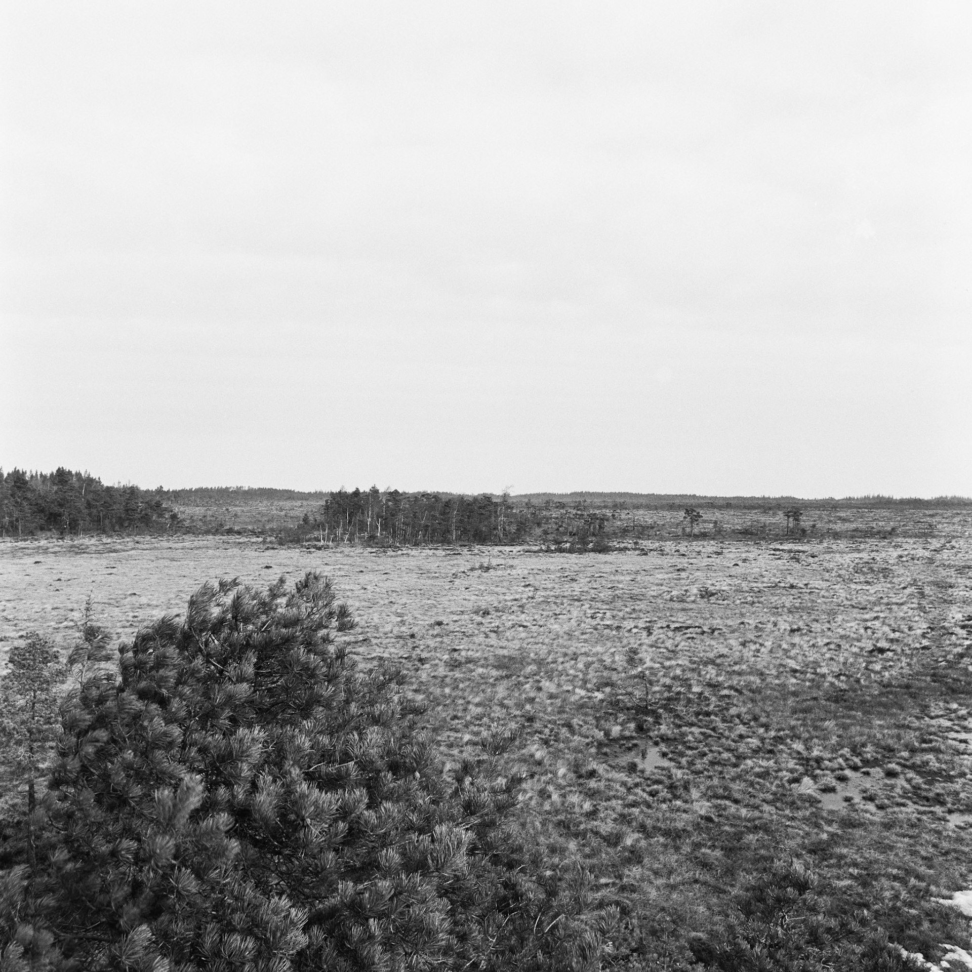 Blängsmossen