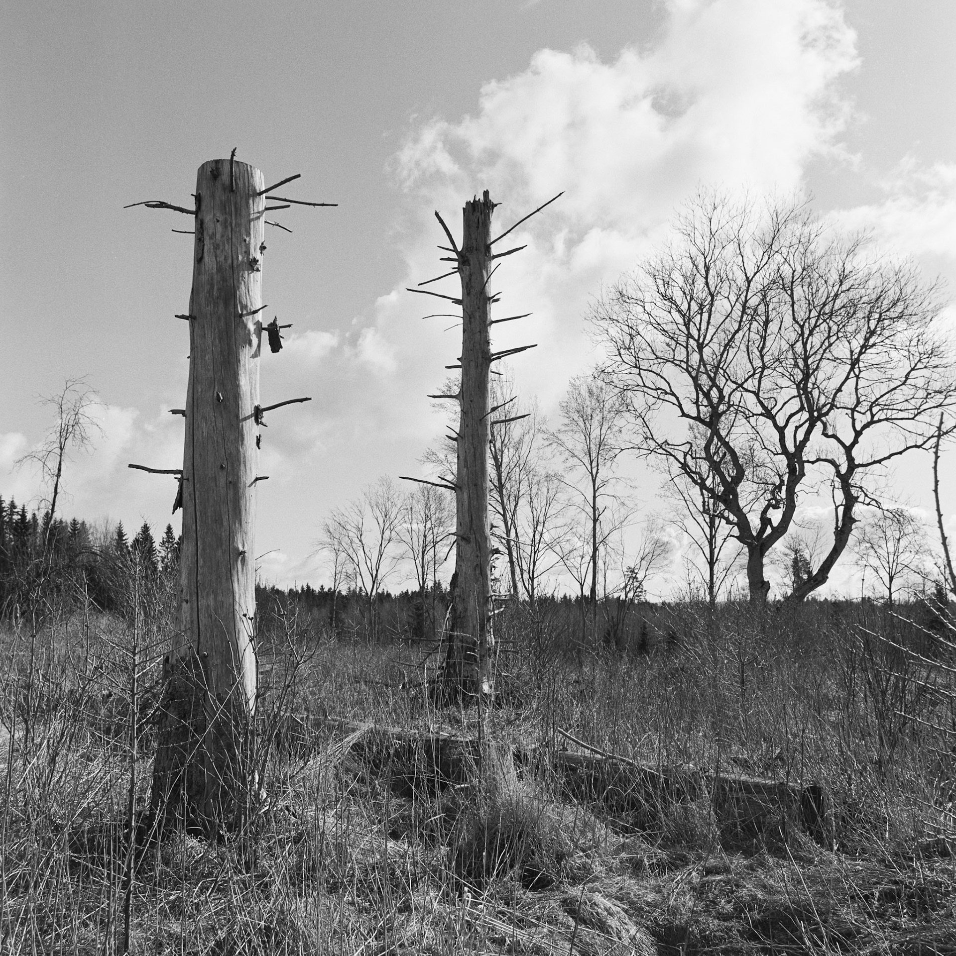 Stenum