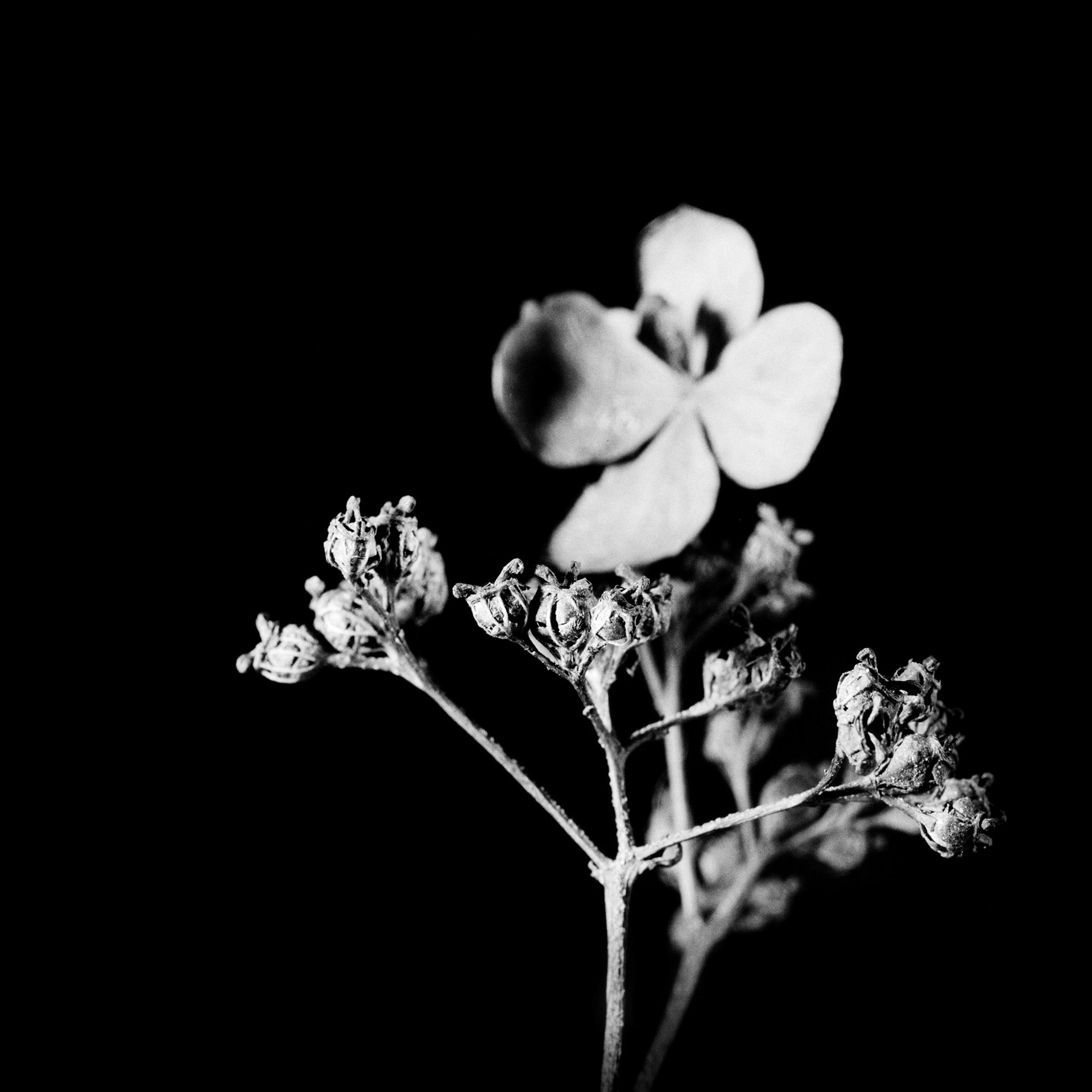 Klatre hortensia