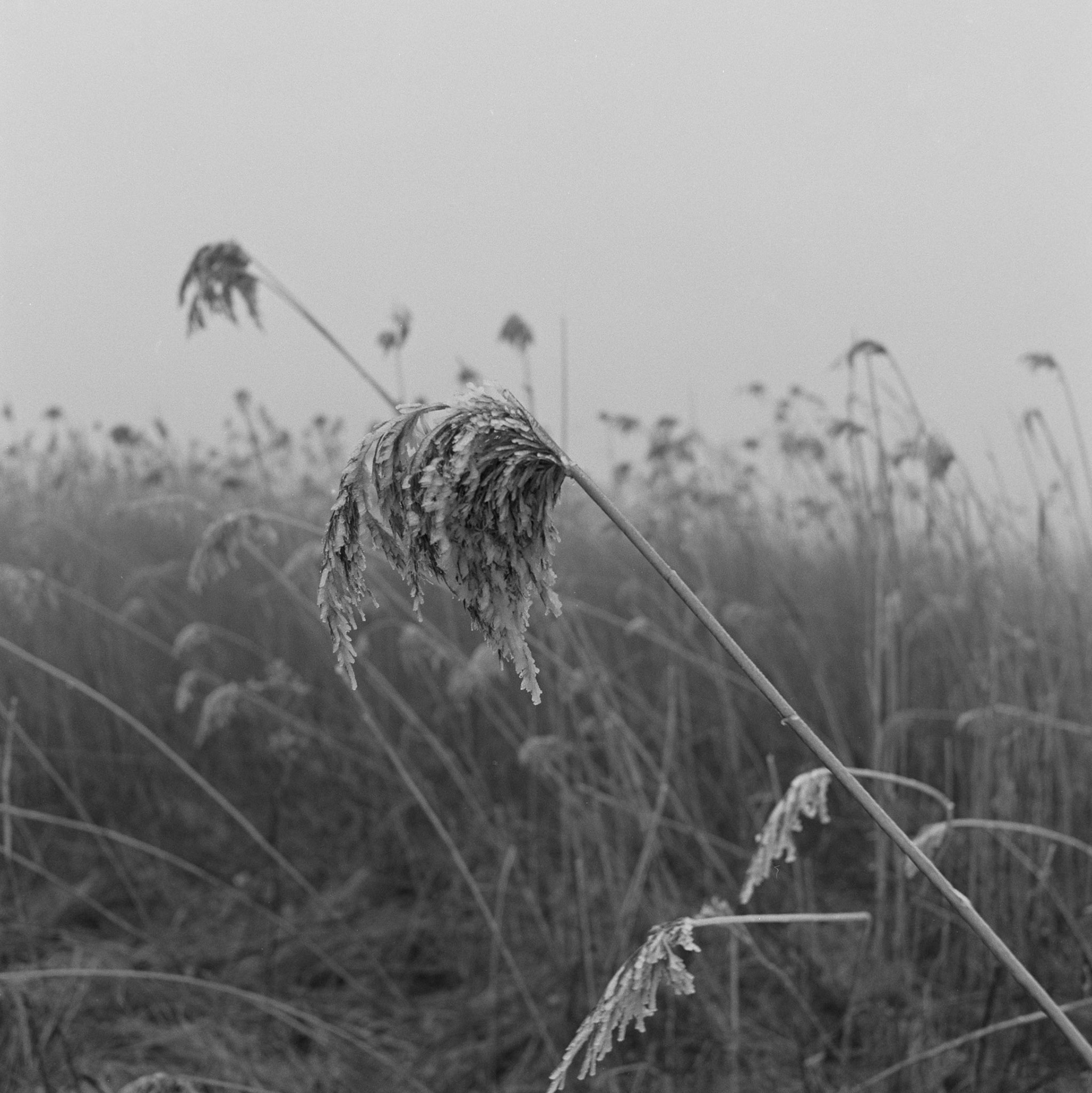 Roneklint