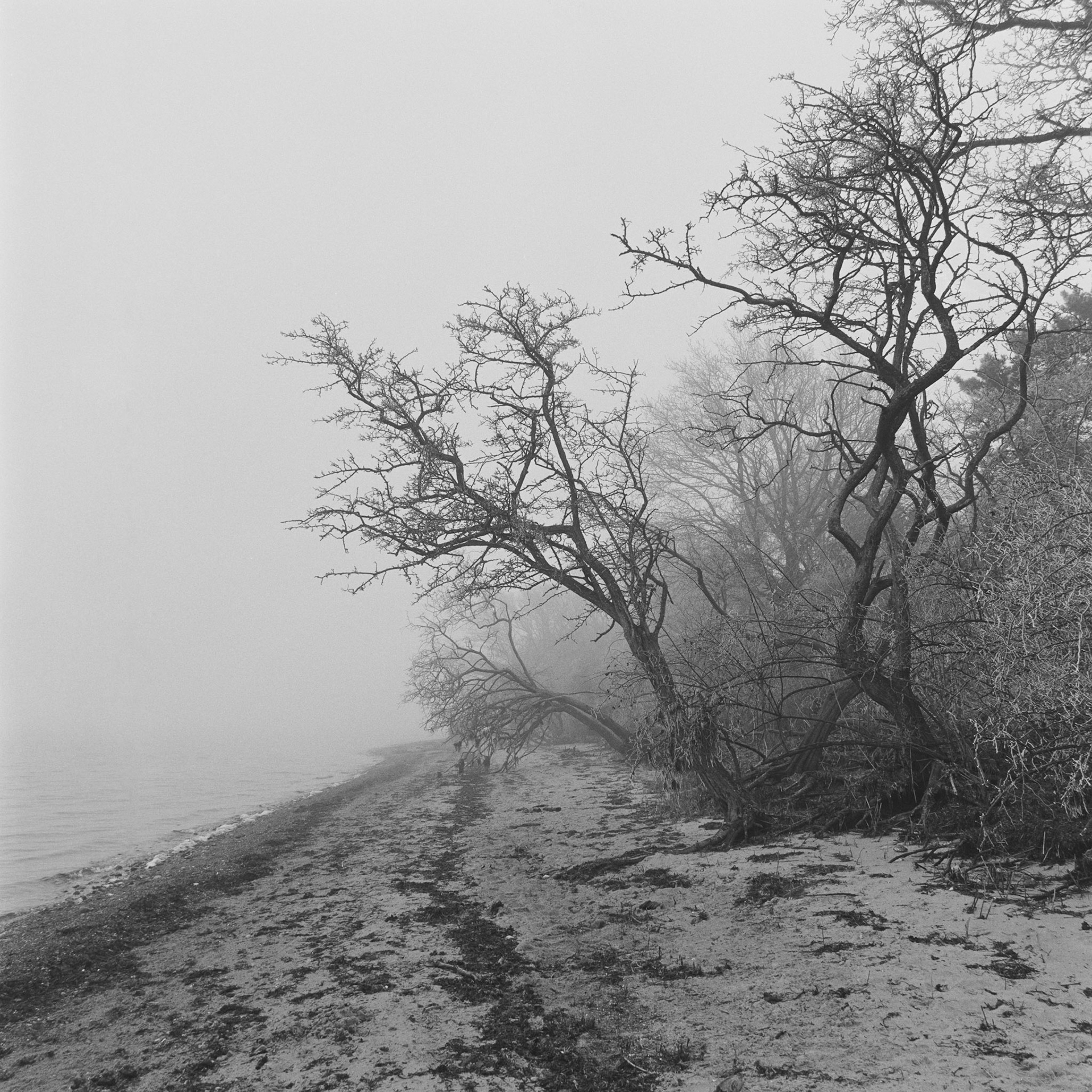 Roneklint