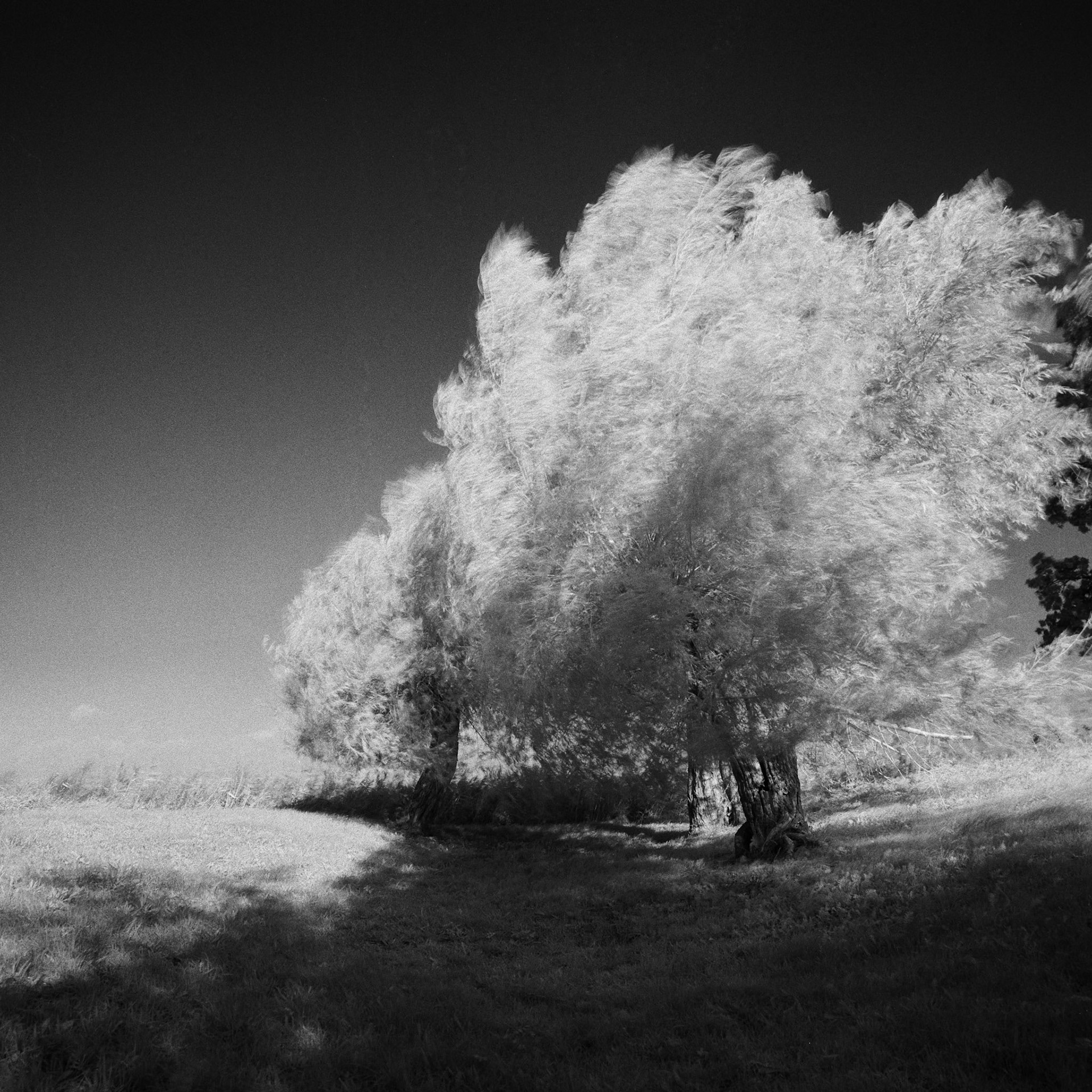 Roneklint
