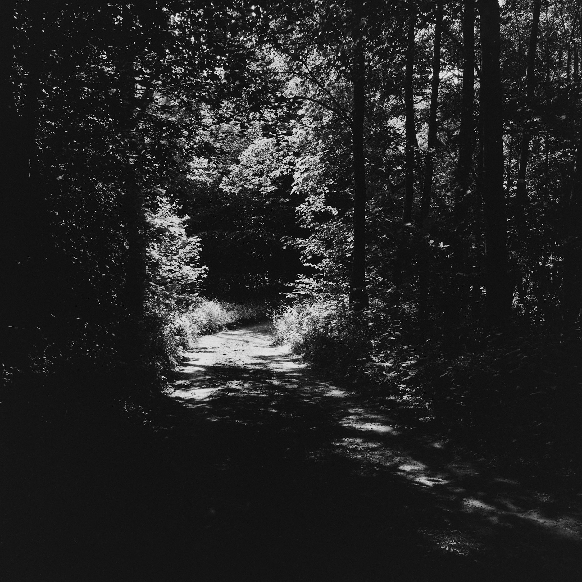Ledreborg skove