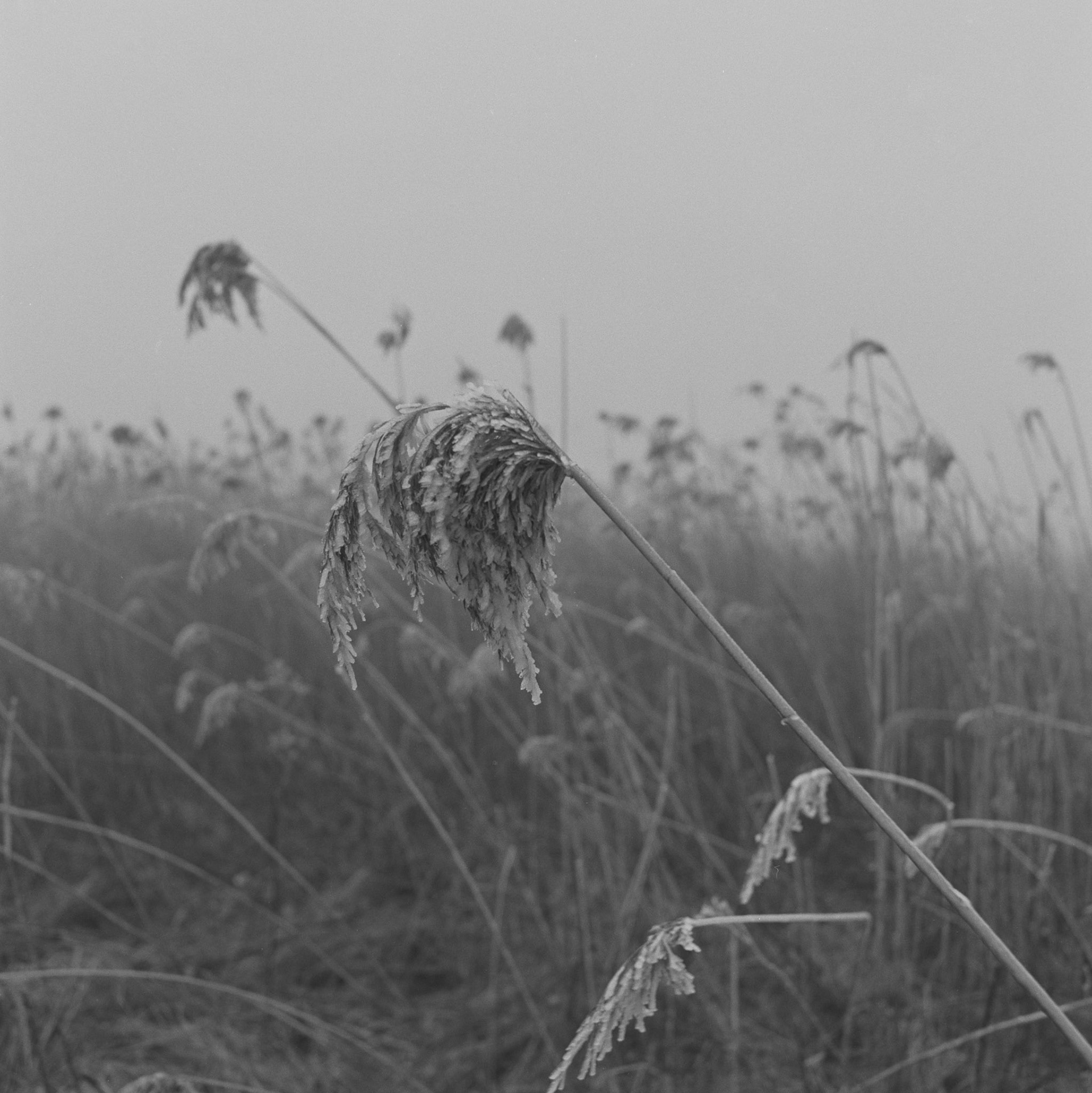 Roneklint