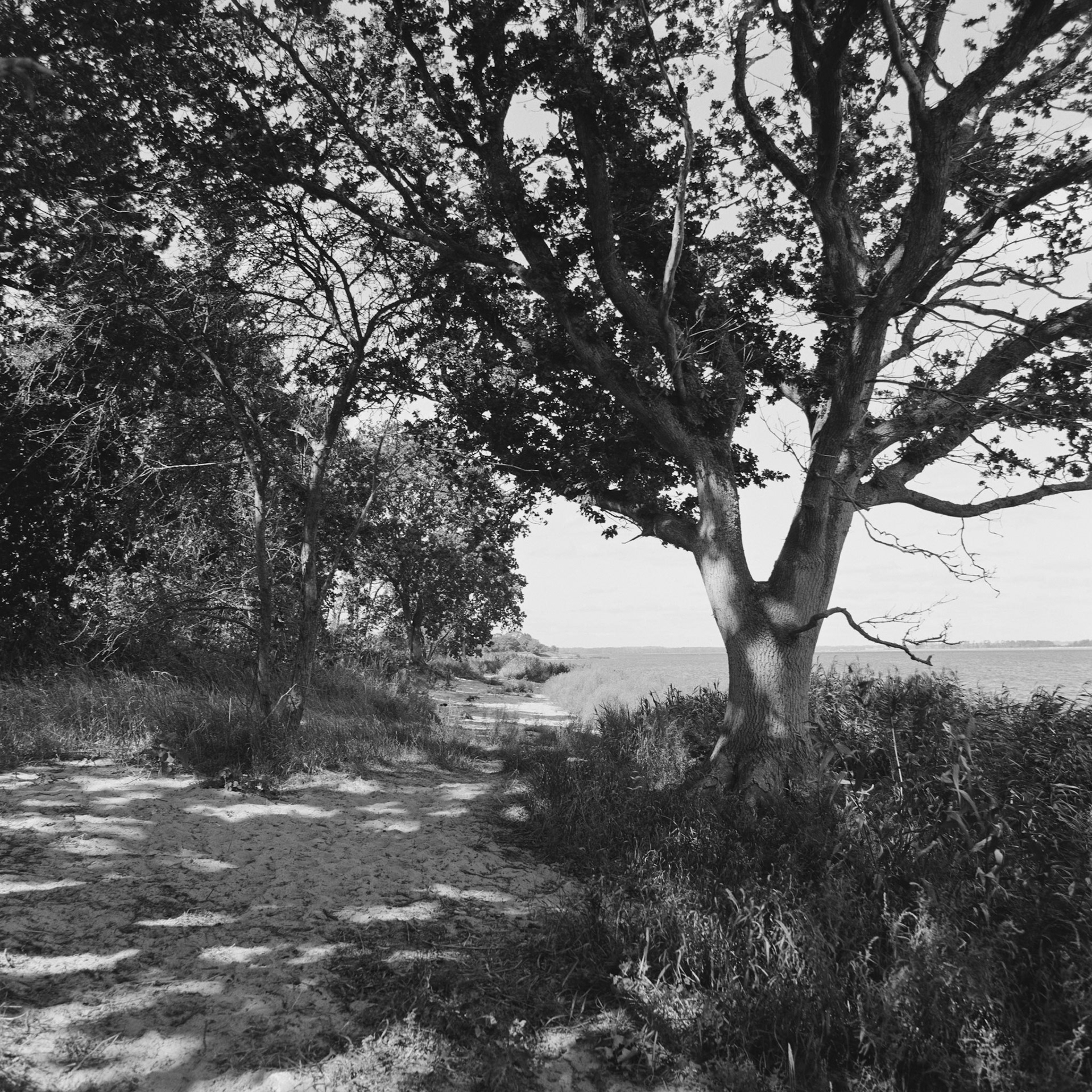 Roneklint