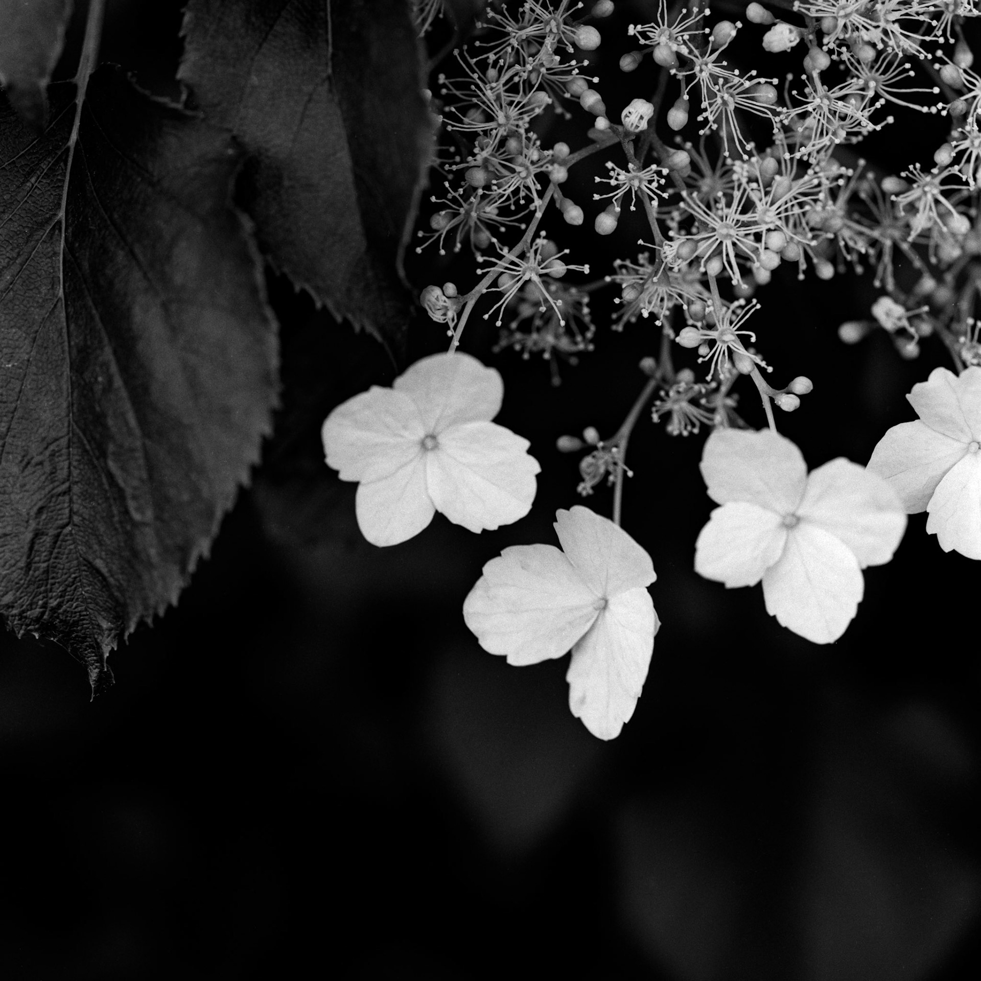 Klatre hortensia