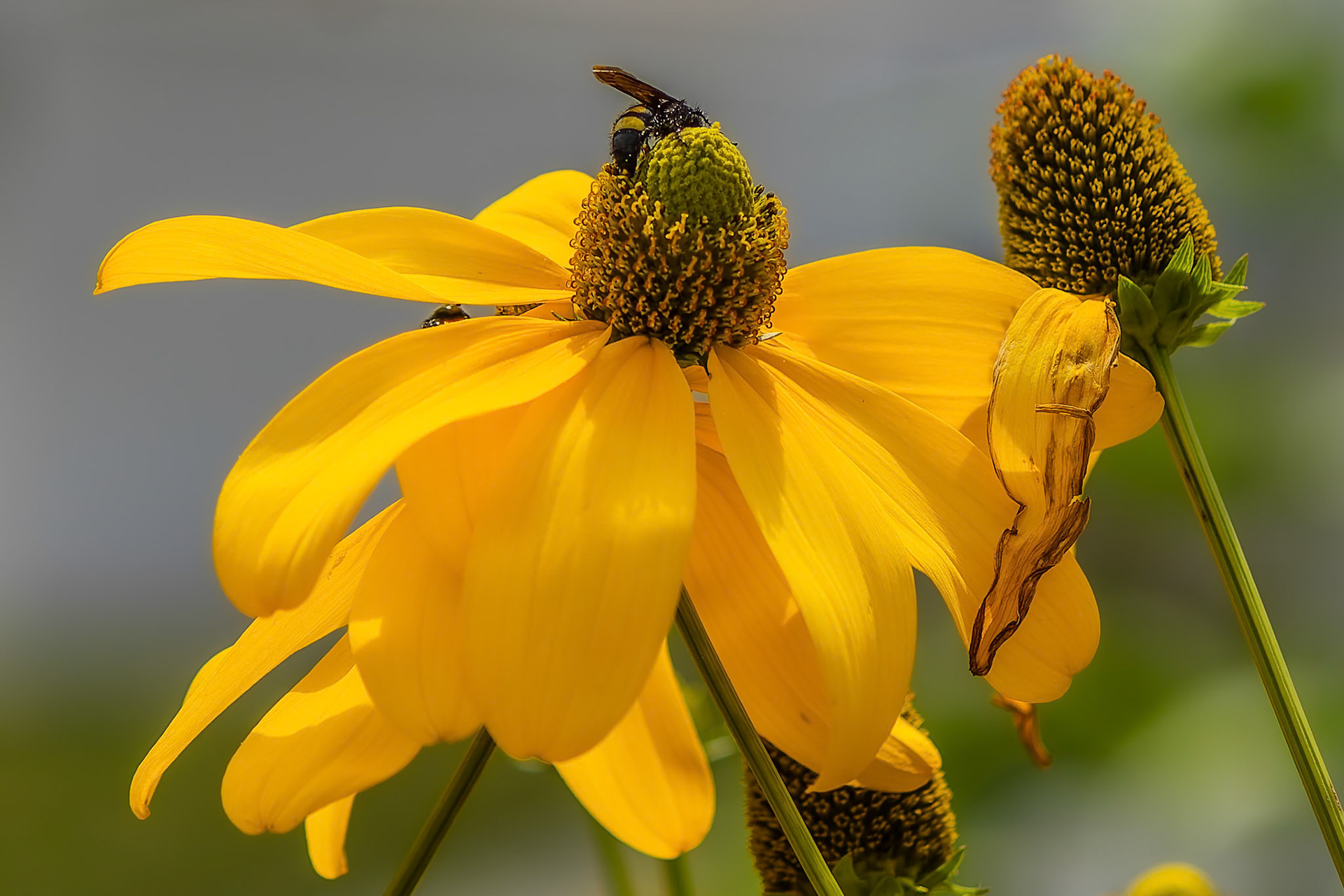 Abeille charpentière  (S/Rudbeckia)