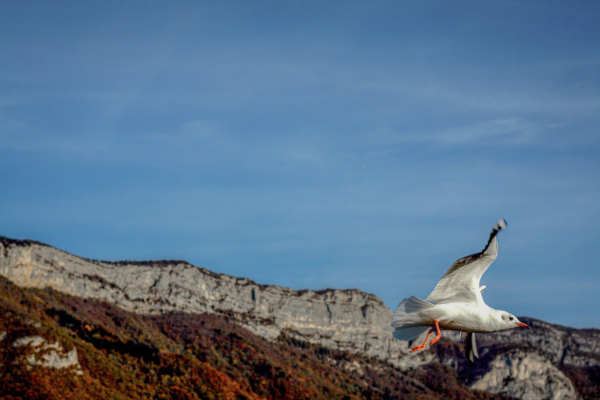 Mouette en vue
