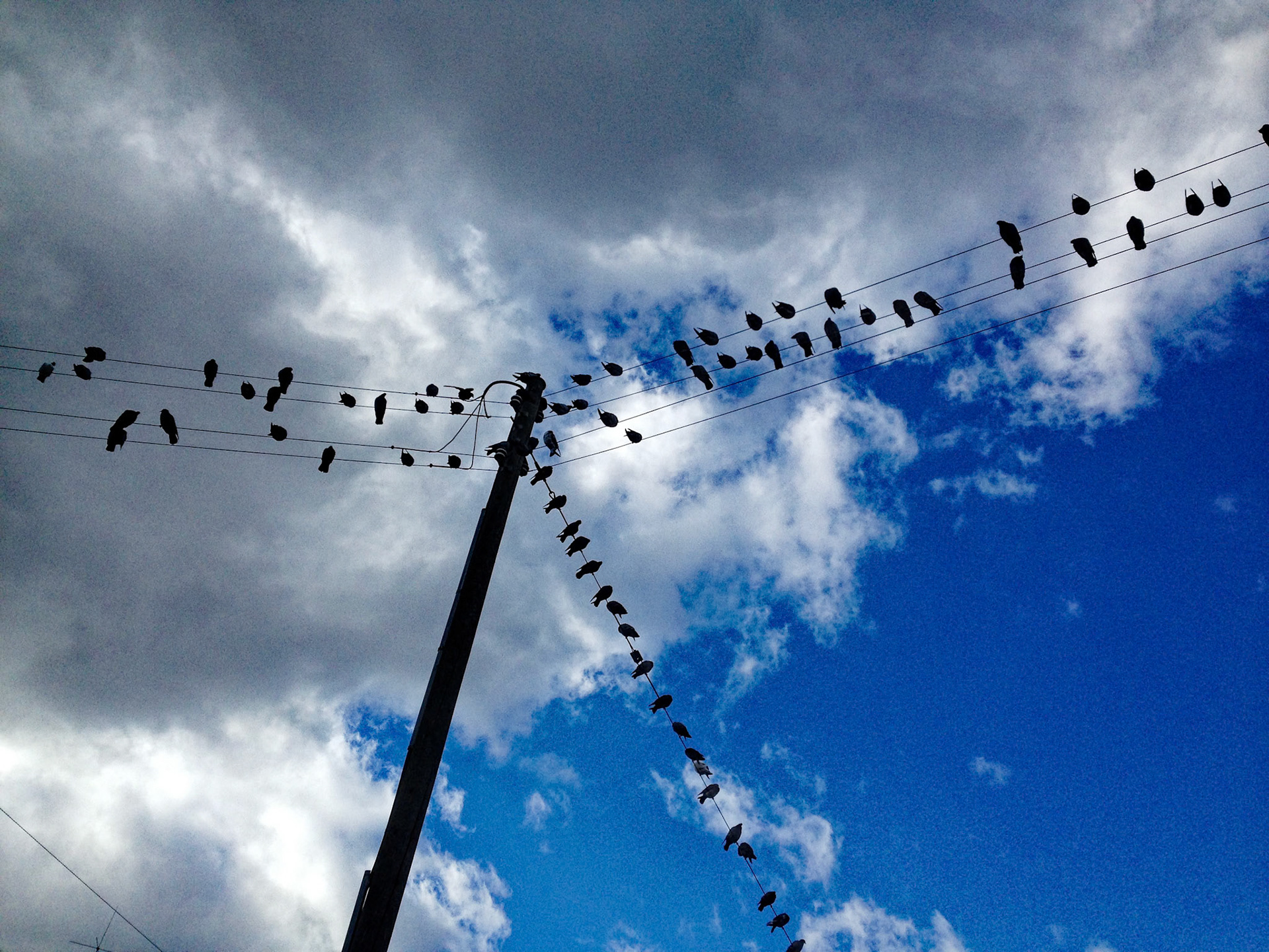 Notes de Pigeons