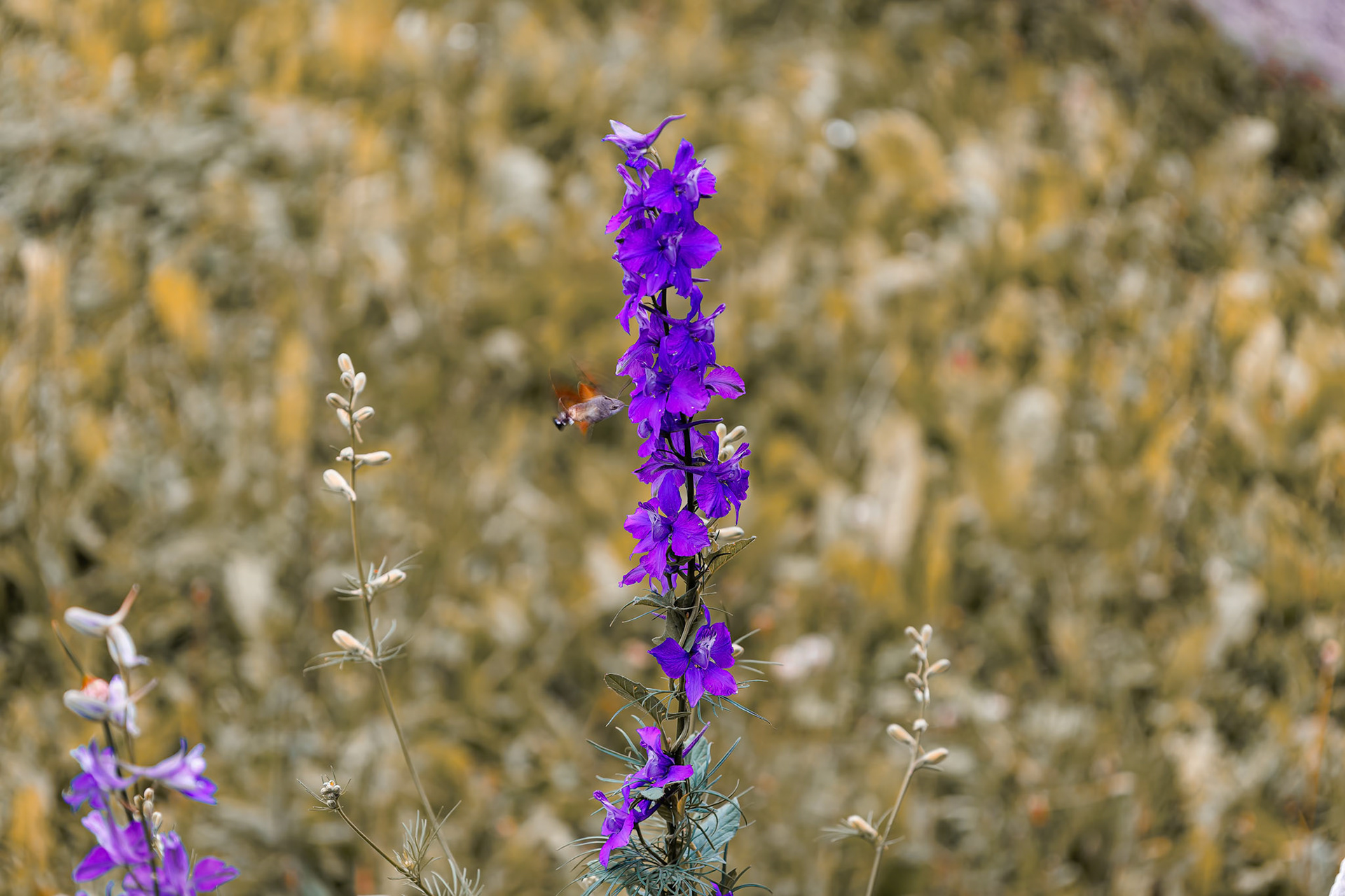 Sphinz colibri