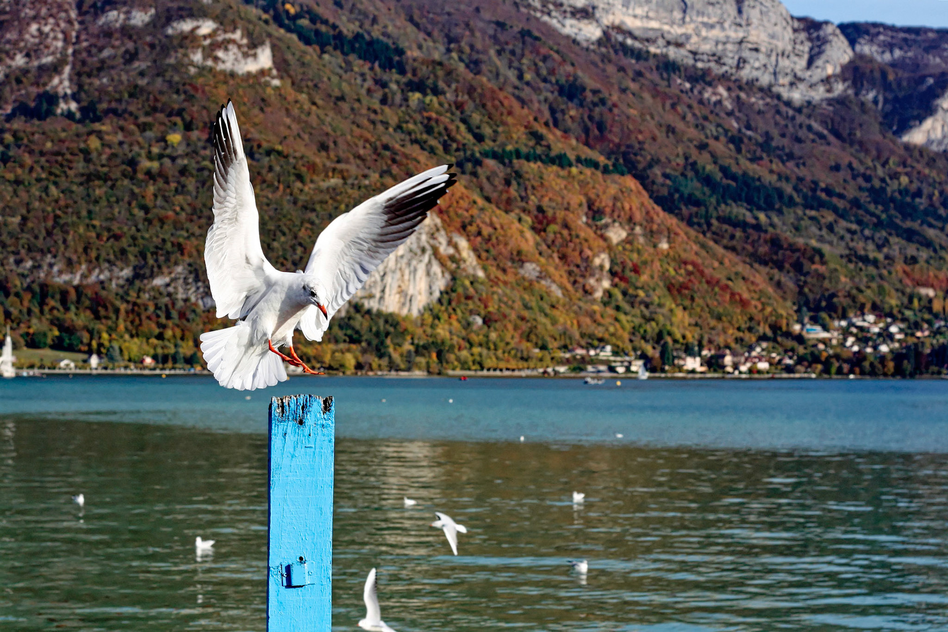 Mouette à l'atterisage Annecy