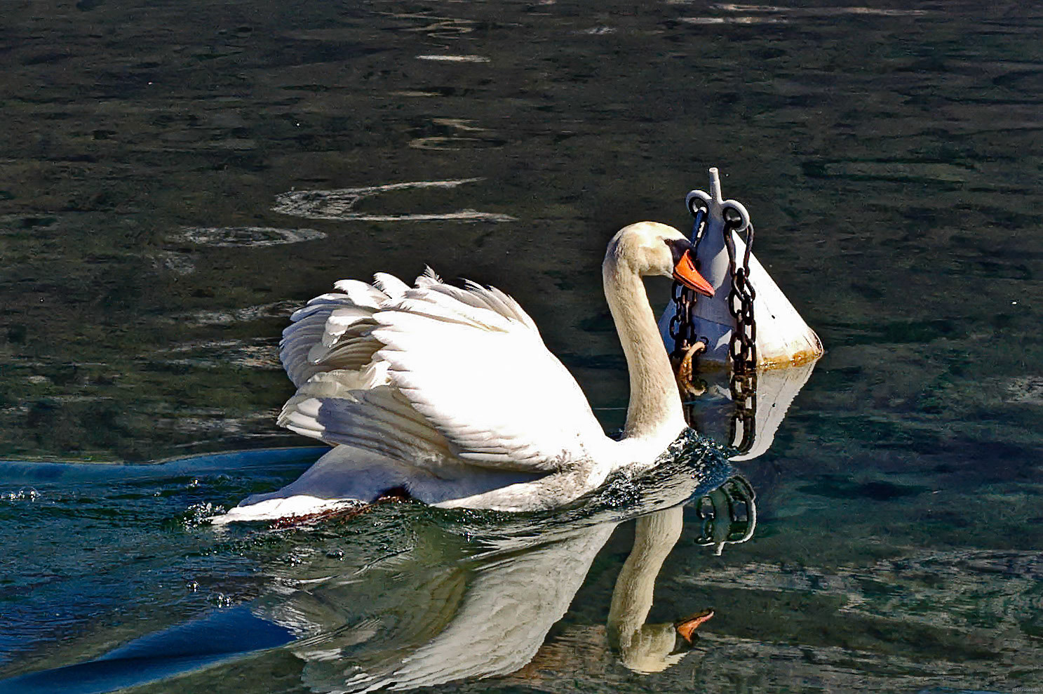 Cygne à la bouée