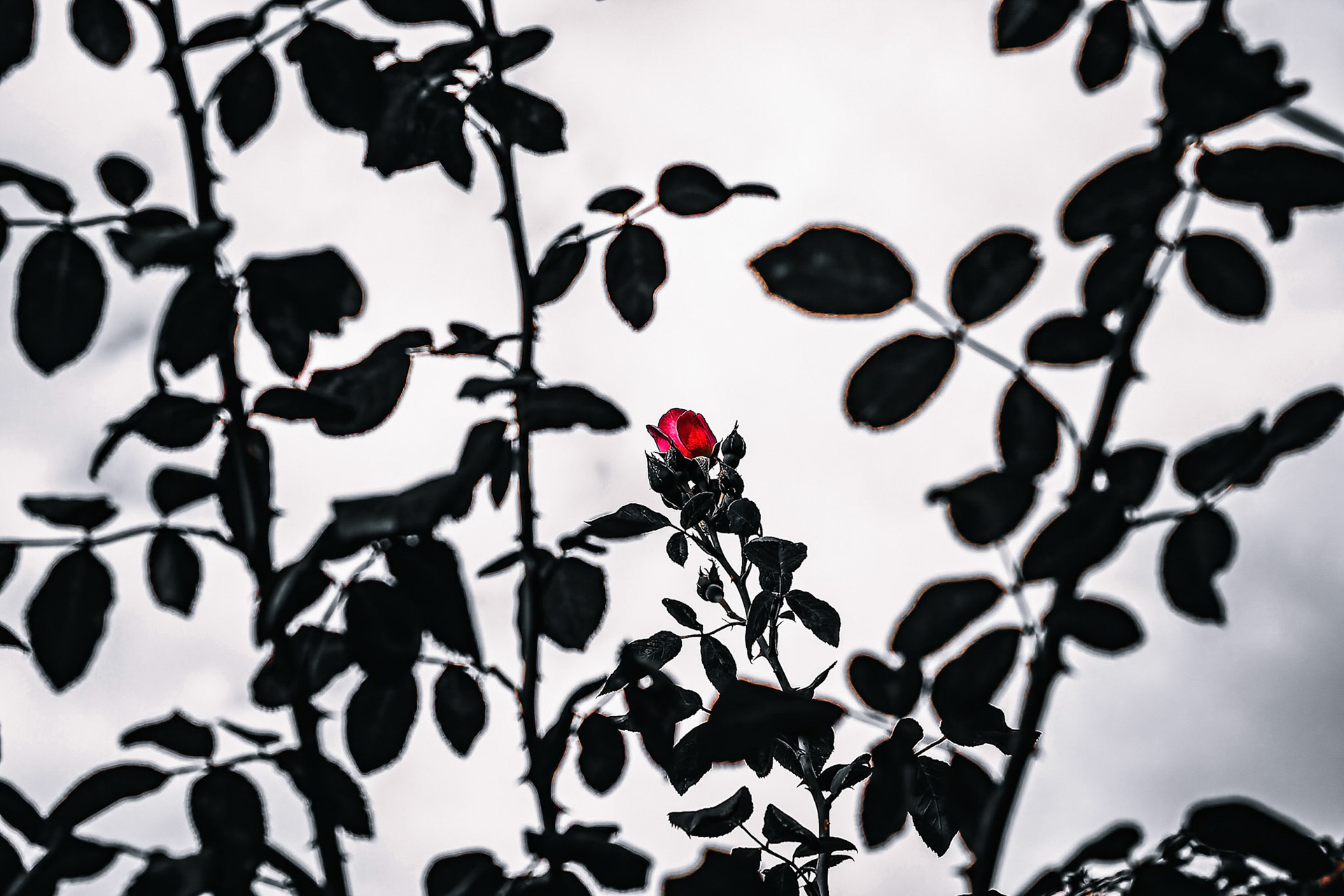 Rose rouge sur fond gris