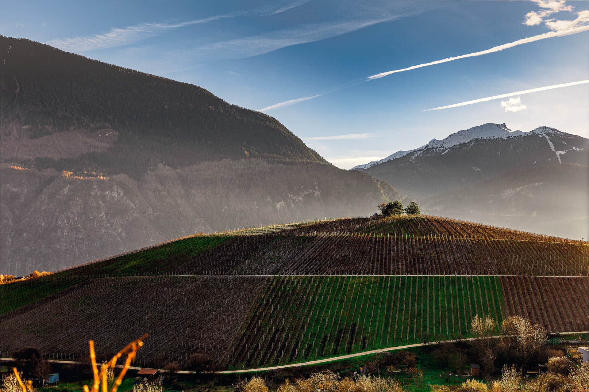Vignes de Miège sur fond de Vercorin