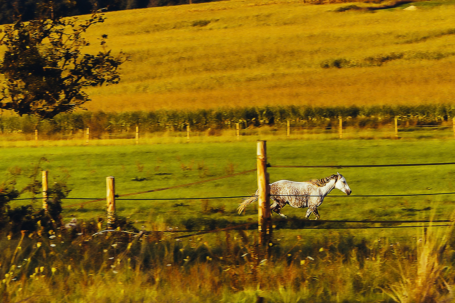 Domaine de la SAne - Bella au galop
