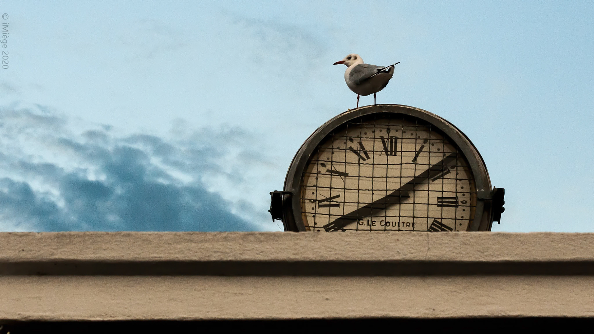 Mouette à l'heure, BdP